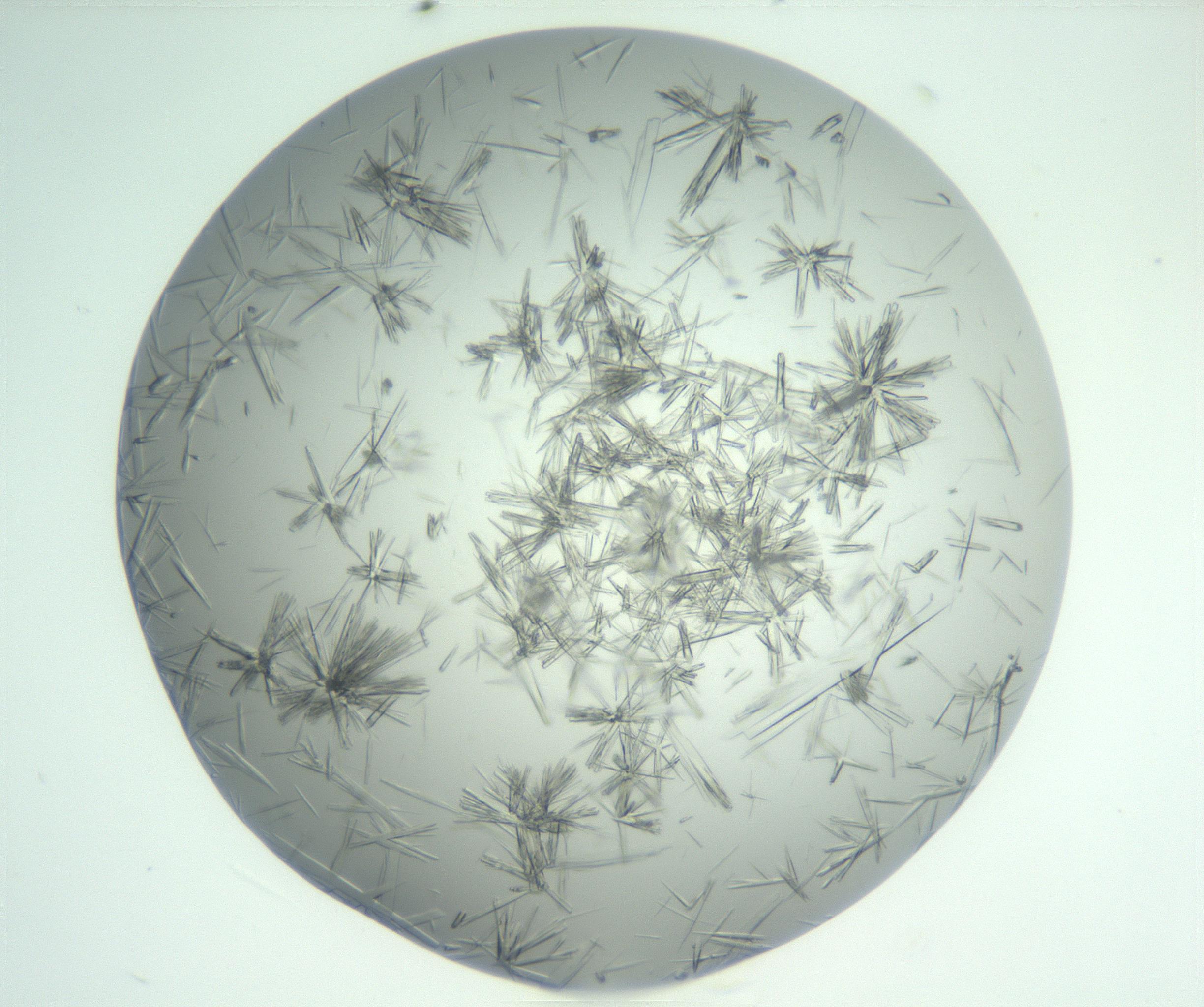 RI01_03_000_0212_Proj1_Clon1_MC_0000MC102898_002_161027_06_04_02_00_99_002_001_RAI.jpg