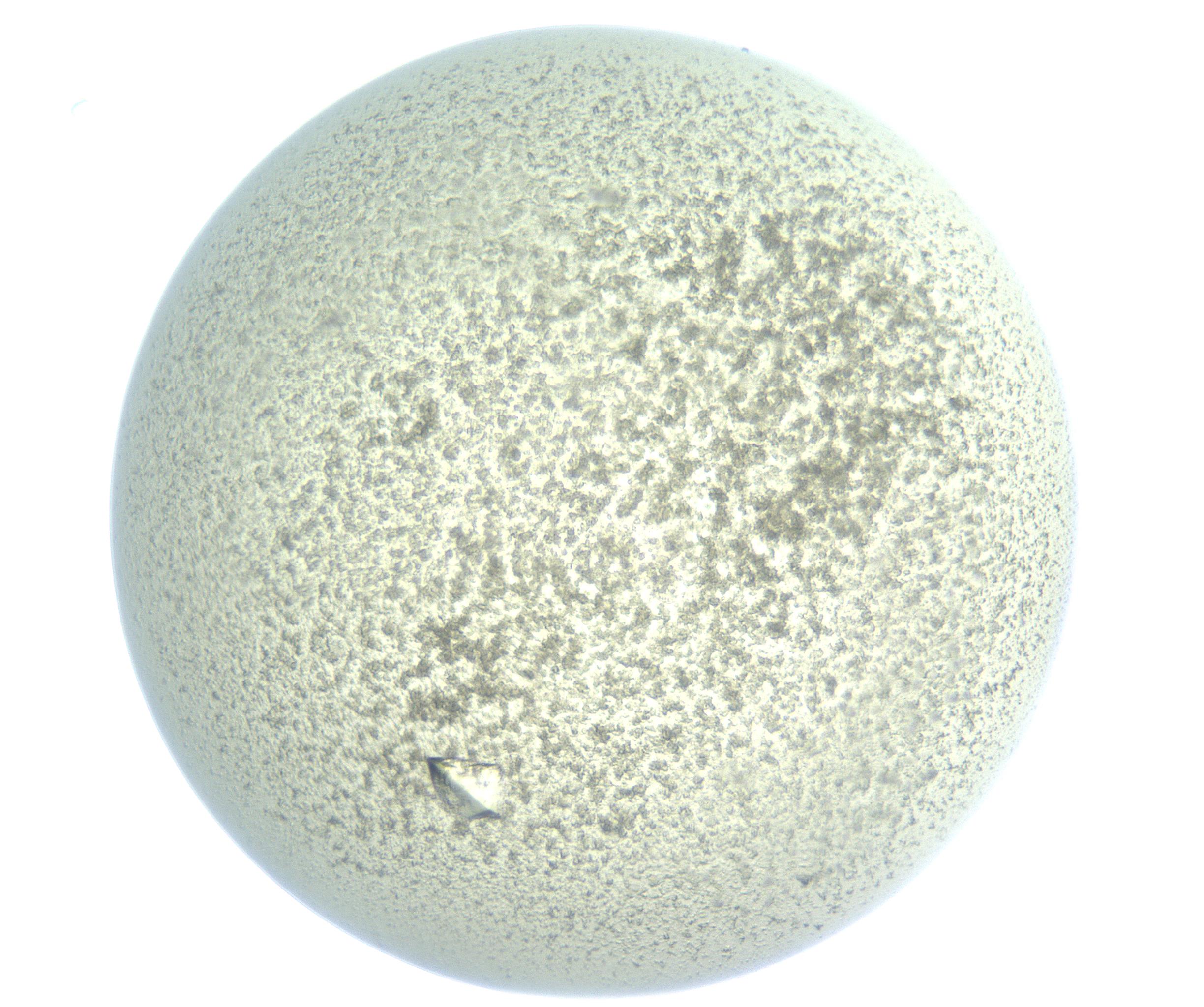 RI01_03_000_0212_Proj1_Clon1_MC_0000MC102898_002_161027_08_05_01_00_99_002_001_RAI.jpg