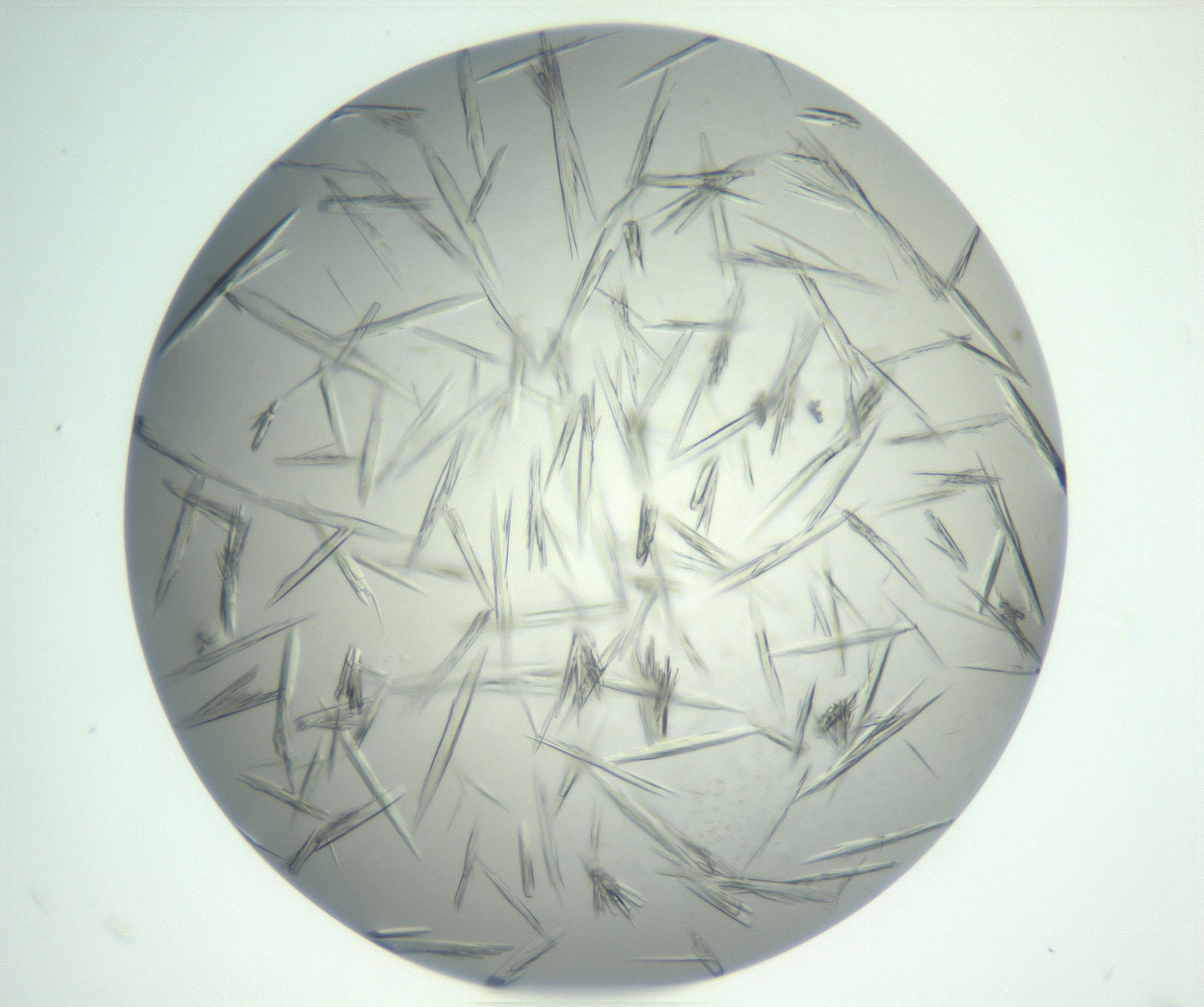 RI01_03_000_0212_Proj1_Clon1_MC_0000MC102898_002_161027_09_03_02_00_99_002_001_RAI.jpg