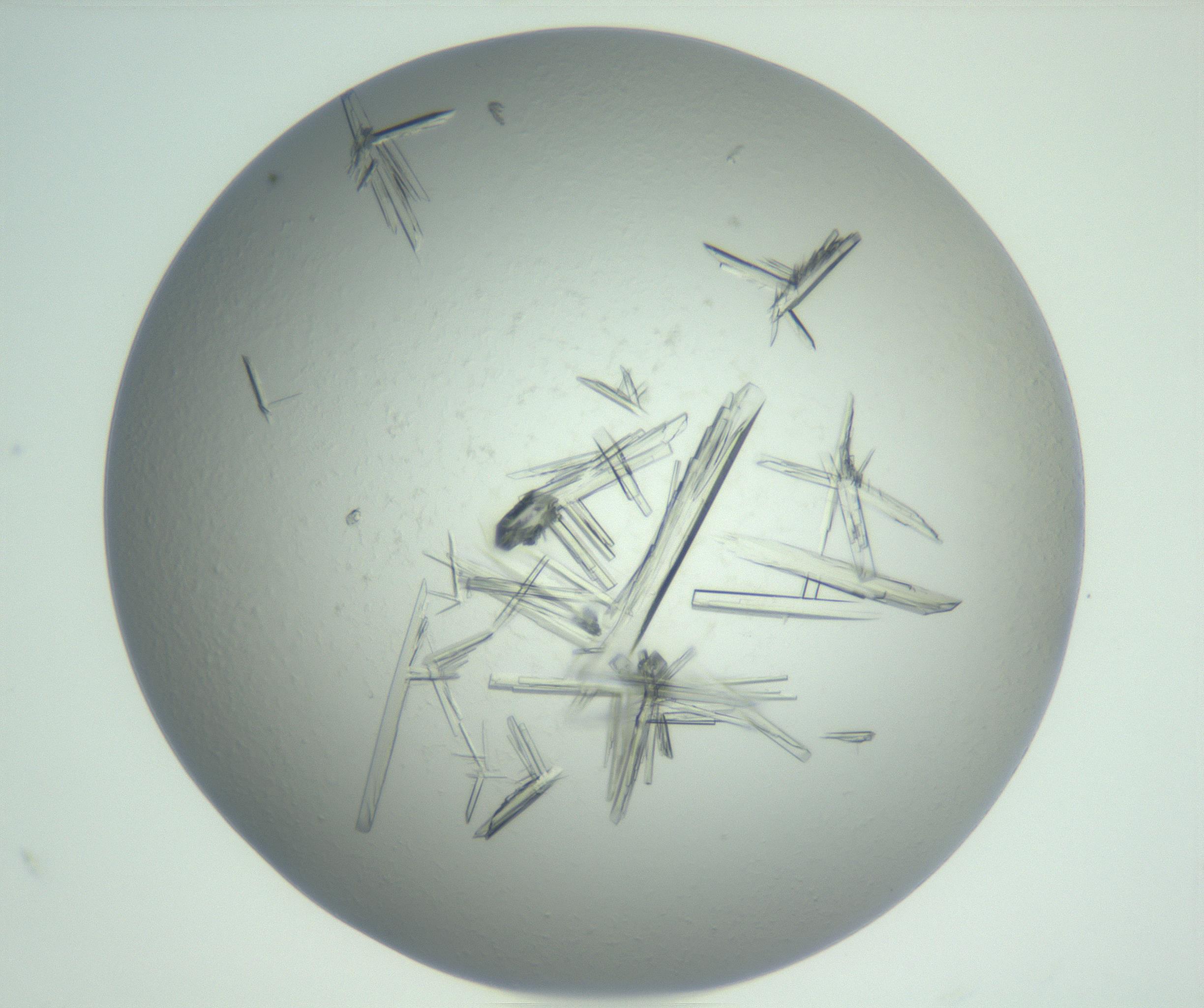 RI01_03_000_0212_Proj1_Clon1_MC_0000MC102898_002_161027_10_04_02_00_99_002_001_RAI.jpg