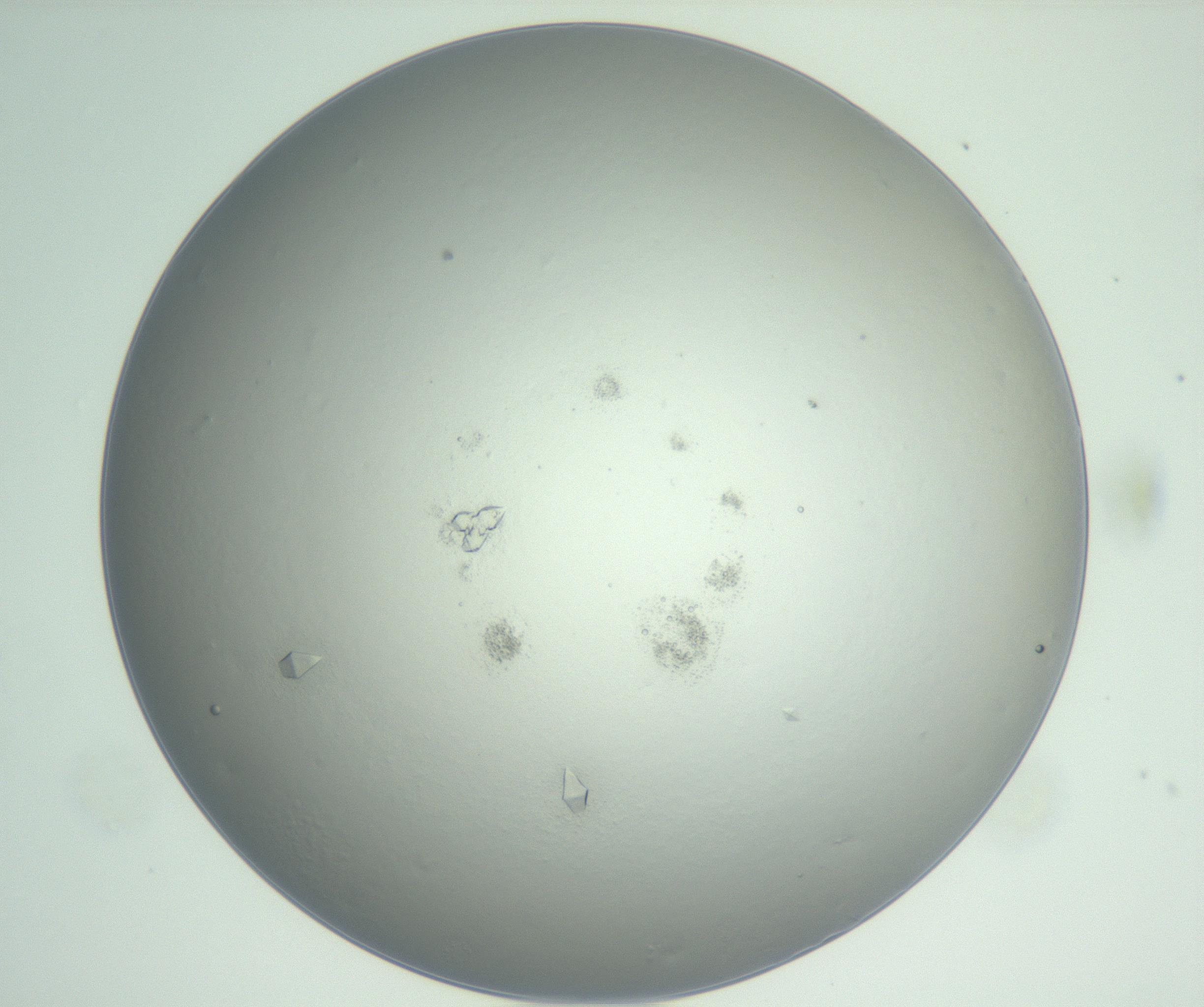 RI01_03_000_0212_Proj1_Clon1_MC_0000MC102898_002_161027_11_03_01_00_99_002_001_RAI.jpg