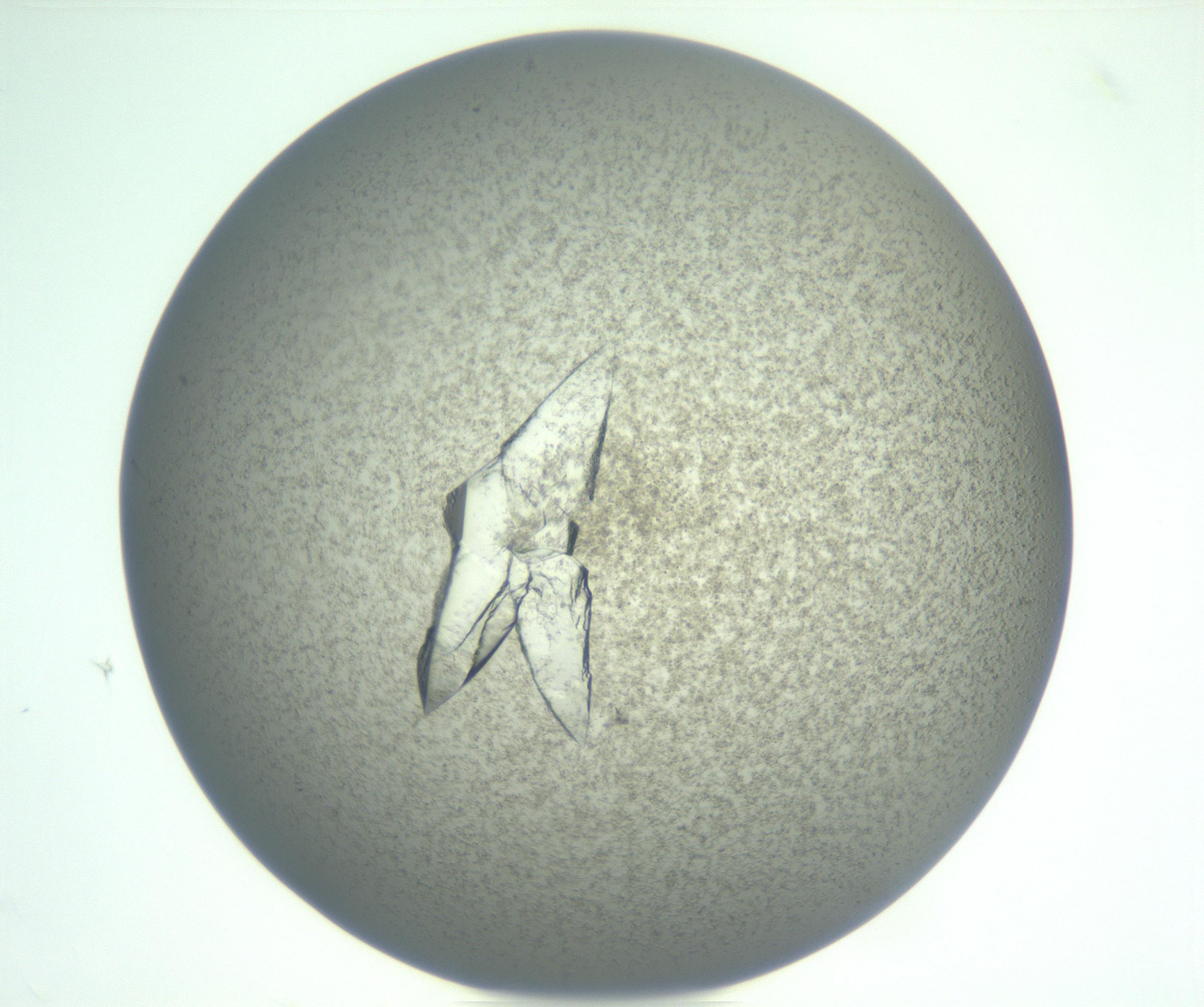 RI01_03_000_0212_Proj1_Clon1_MC_0000MC102898_002_161027_11_06_01_00_99_002_001_RAI.jpg