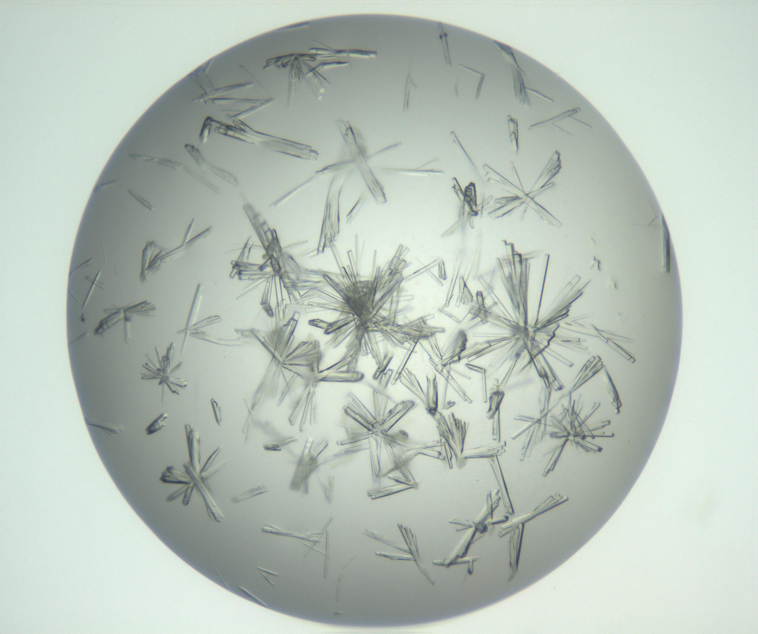 RI01_03_000_0212_Proj1_Clon1_MC_0000MC102898_002_161027_12_05_02_00_99_002_001_RAI.jpg