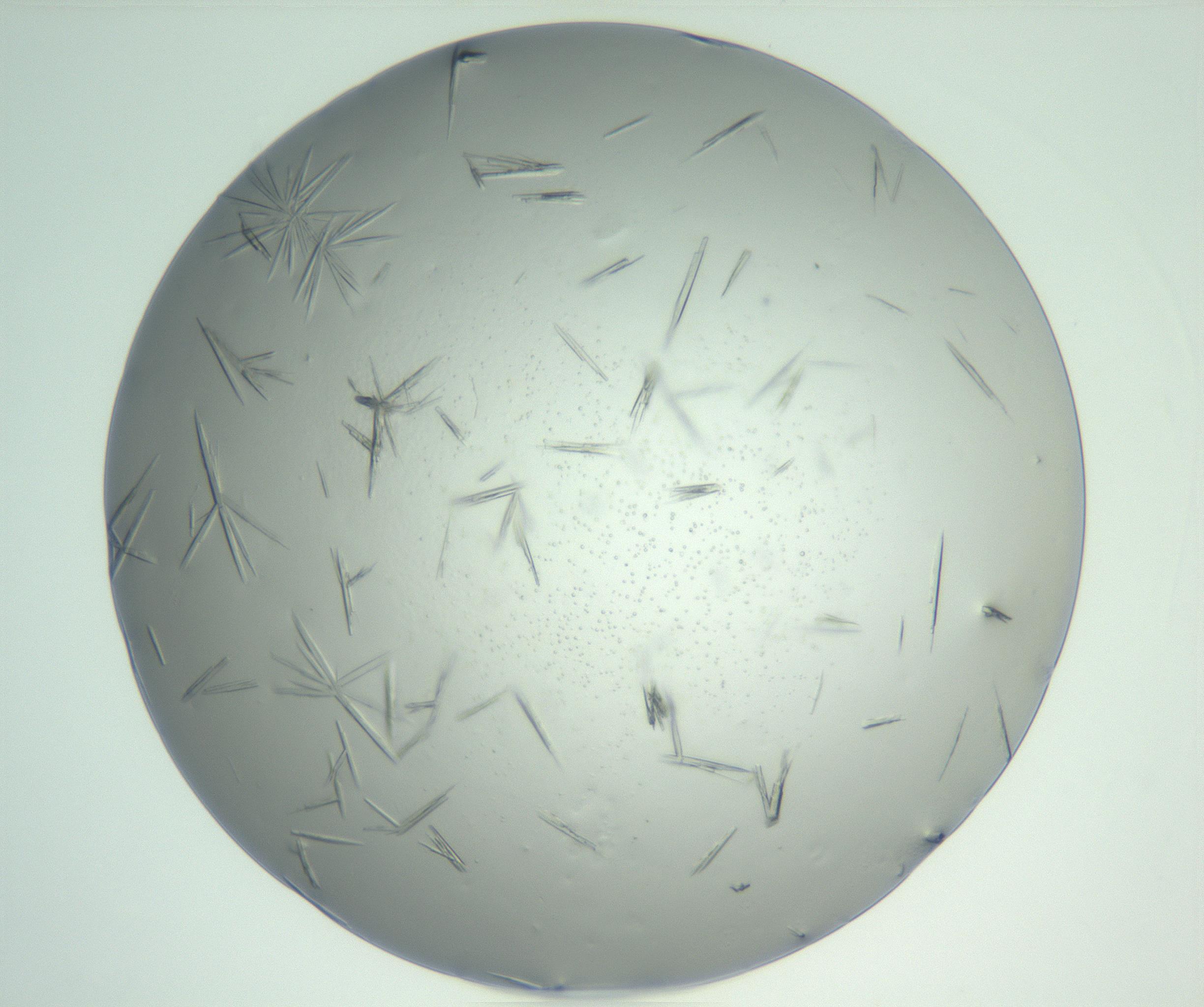 RI01_03_000_0212_Proj1_Clon1_MC_0000MC102898_003_161029_01_01_02_00_99_002_001_RAI.jpg