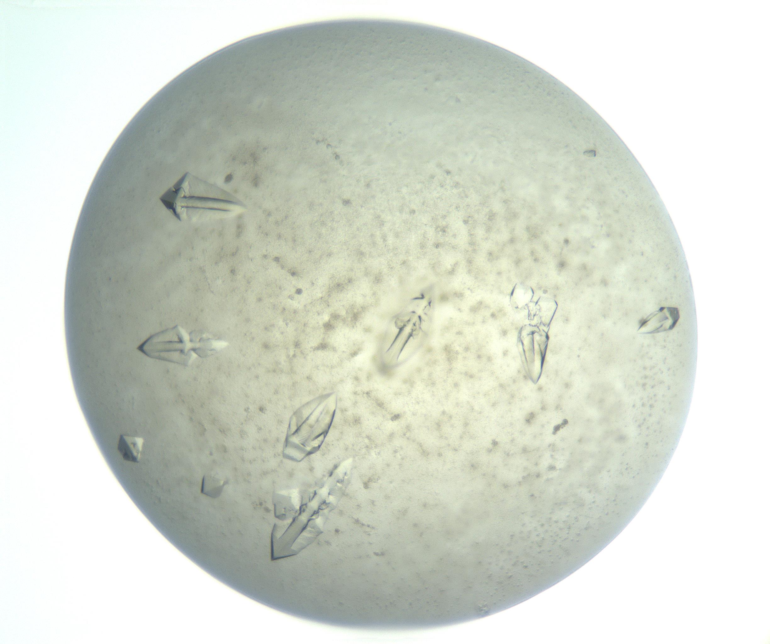 RI01_03_000_0212_Proj1_Clon1_MC_0000MC102898_003_161029_04_02_01_00_99_002_001_RAI.jpg