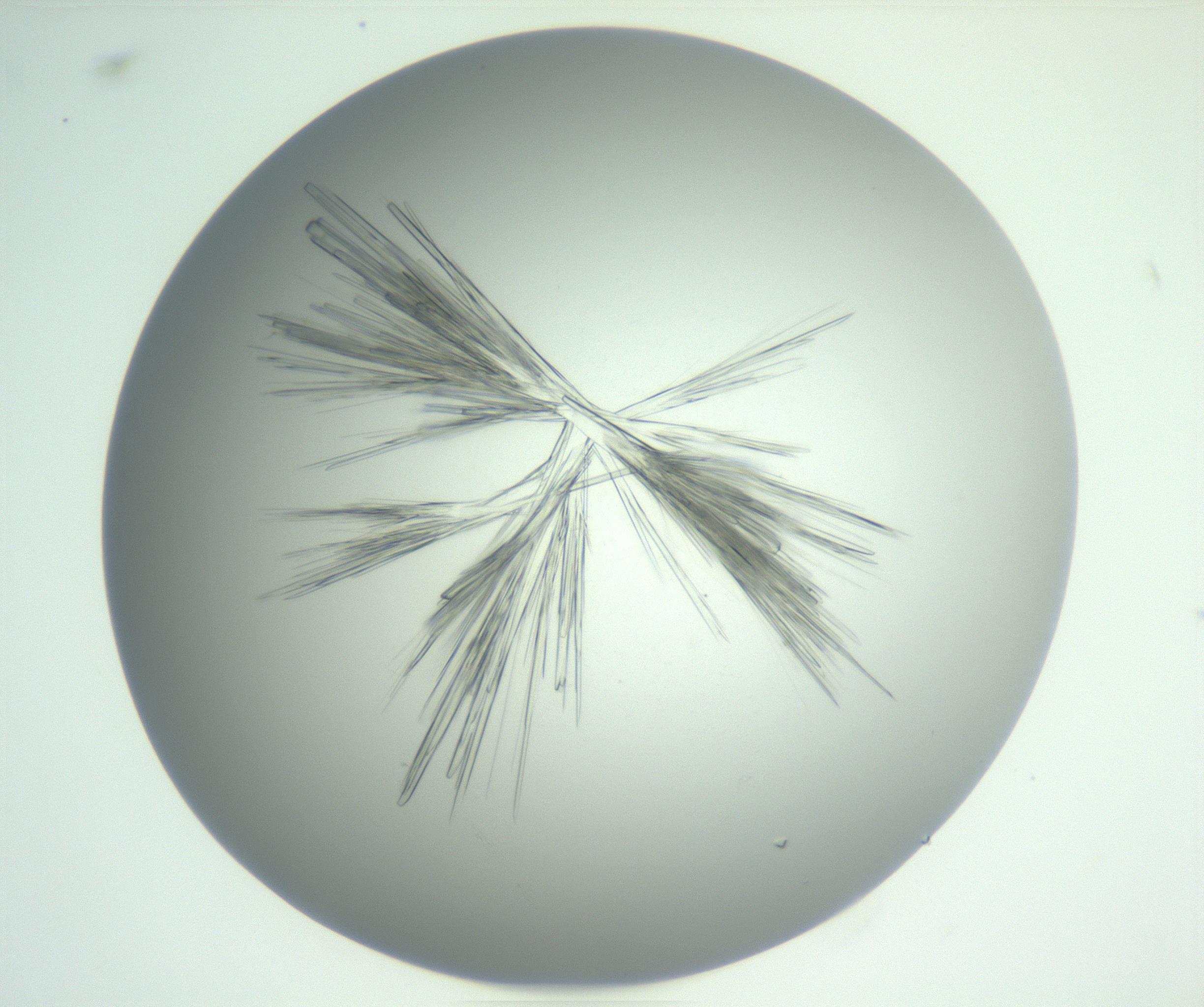 RI01_03_000_0212_Proj1_Clon1_MC_0000MC102898_003_161029_04_03_02_00_99_002_001_RAI.jpg