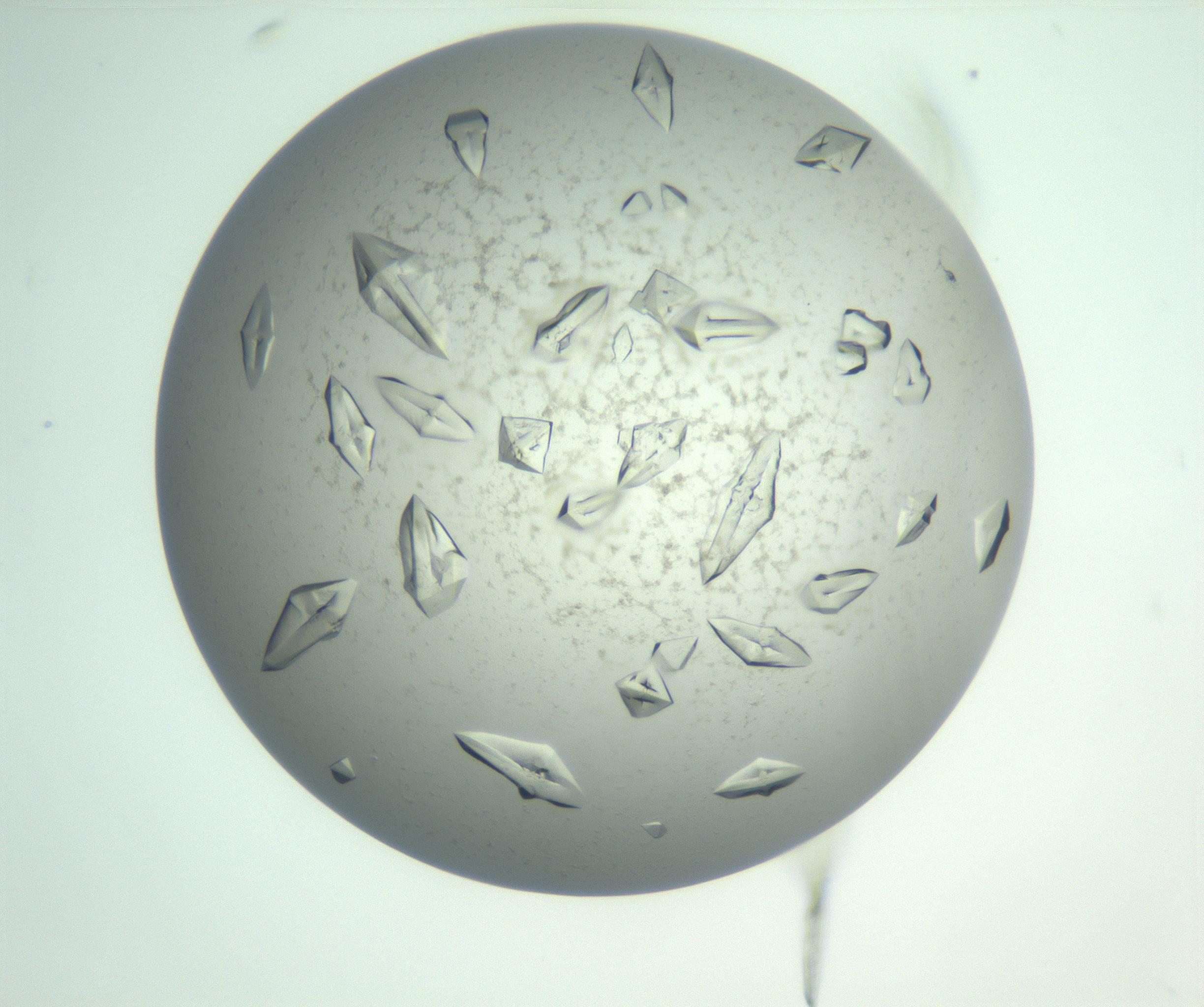 RI01_03_000_0212_Proj1_Clon1_MC_0000MC102898_003_161029_04_08_01_00_99_002_001_RAI.jpg