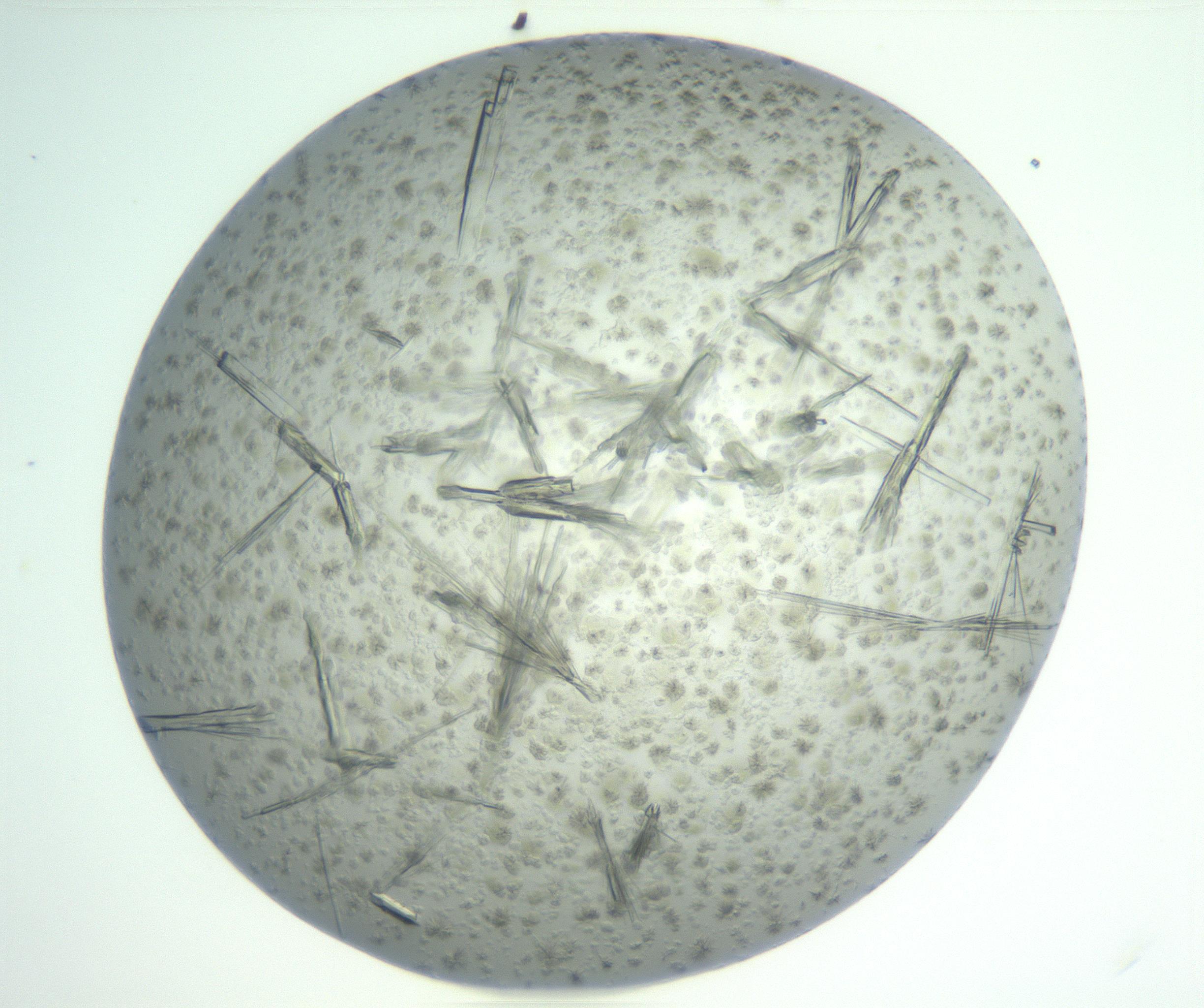 RI01_03_000_0212_Proj1_Clon1_MC_0000MC102898_003_161029_04_08_02_00_99_002_001_RAI.jpg