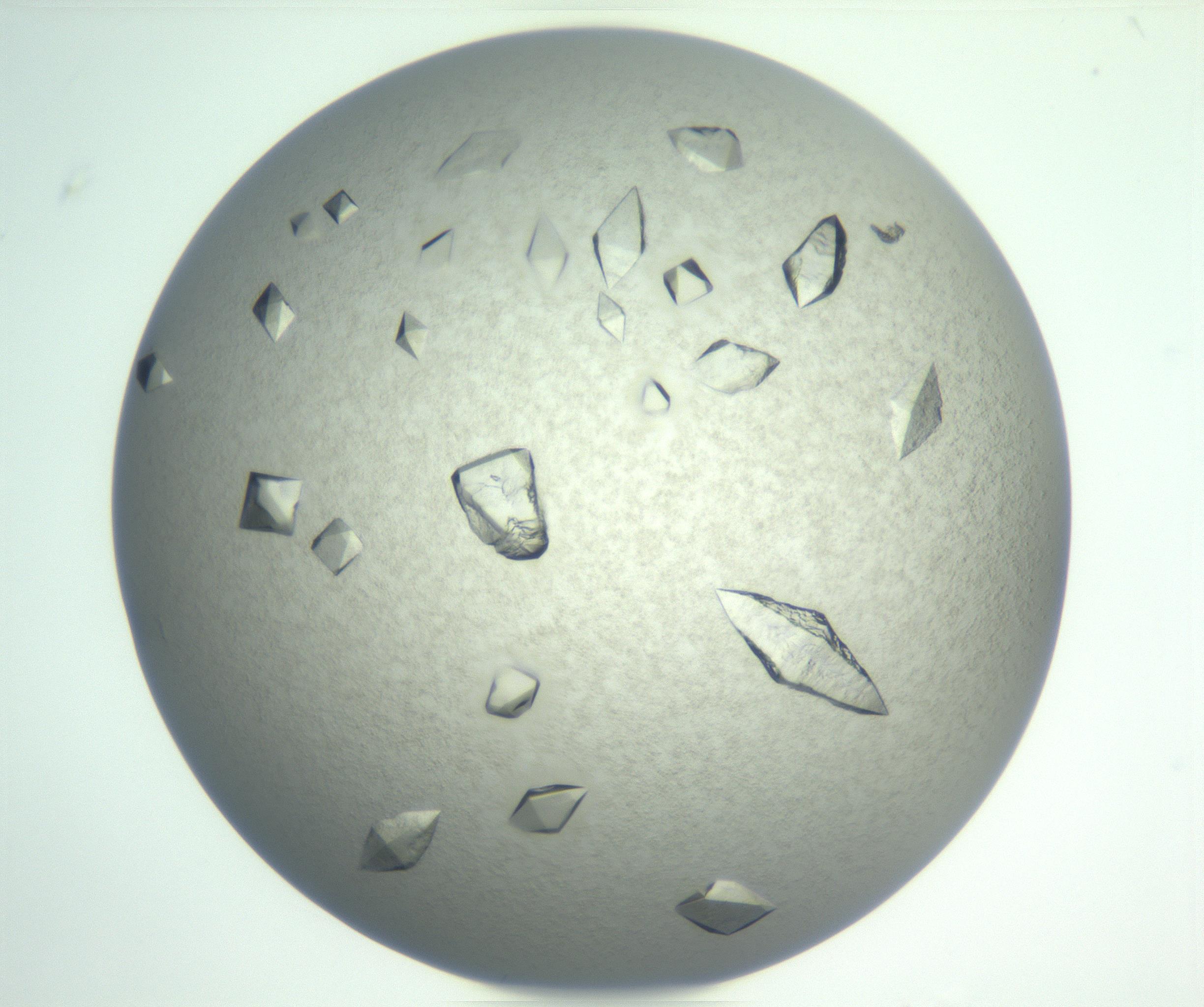 RI01_03_000_0212_Proj1_Clon1_MC_0000MC102898_003_161029_05_08_01_00_99_002_001_RAI.jpg