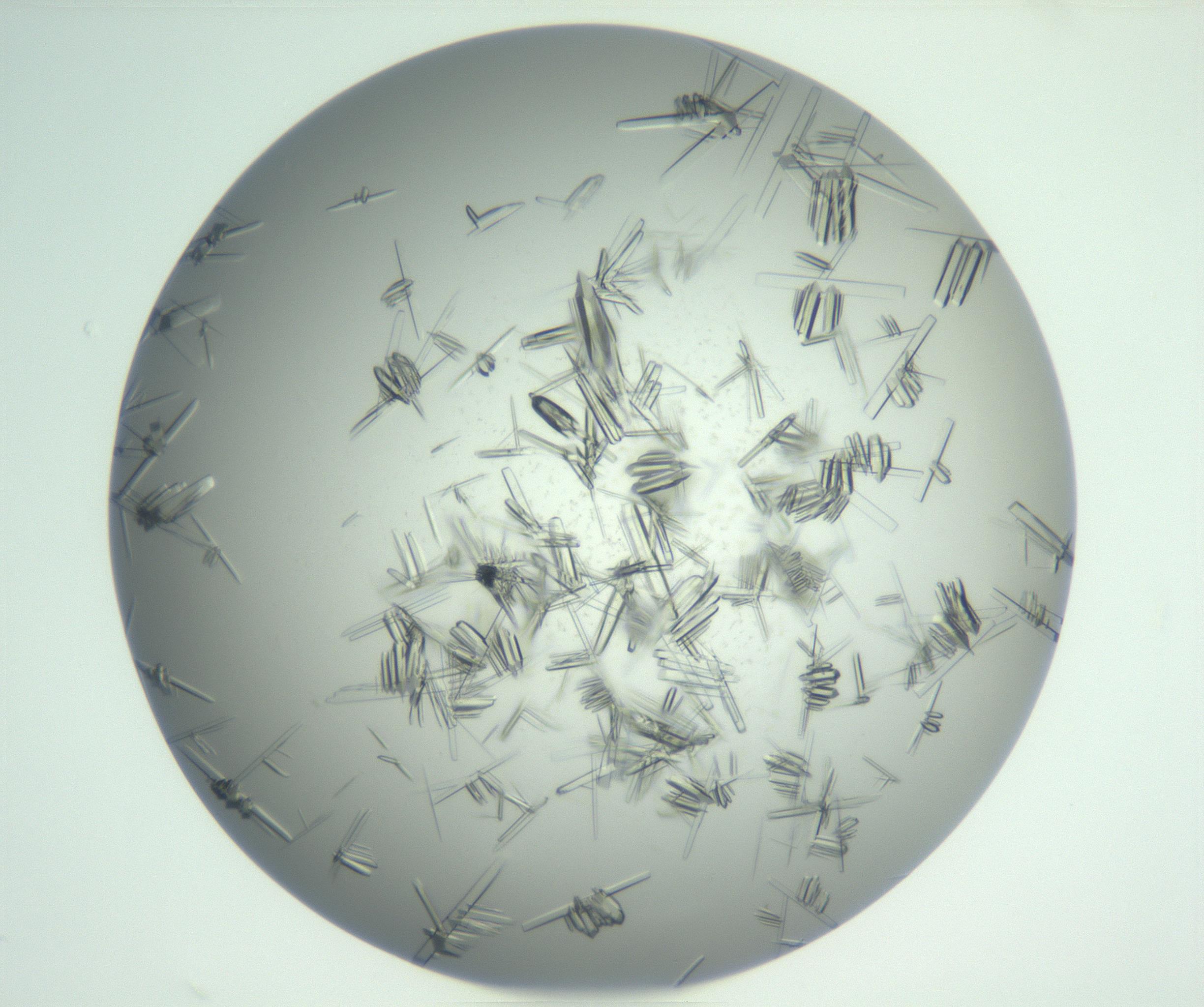 RI01_03_000_0212_Proj1_Clon1_MC_0000MC102898_003_161029_07_02_02_00_99_002_001_RAI.jpg