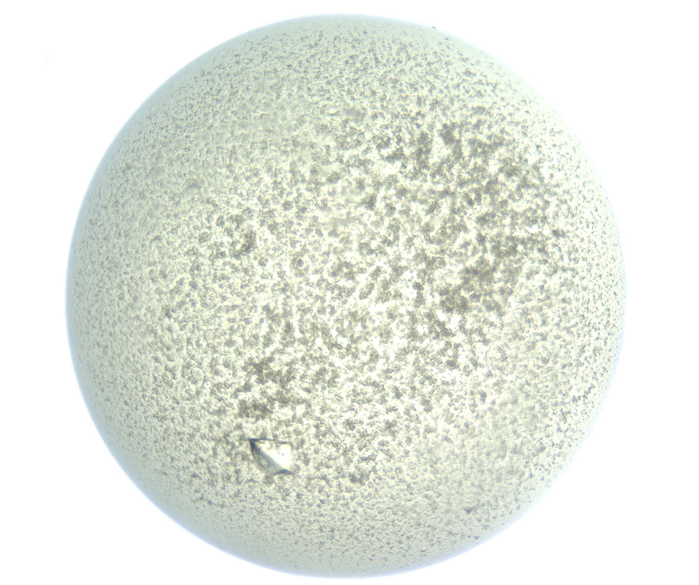 RI01_03_000_0212_Proj1_Clon1_MC_0000MC102898_003_161029_08_05_01_00_99_002_001_RAI.jpg