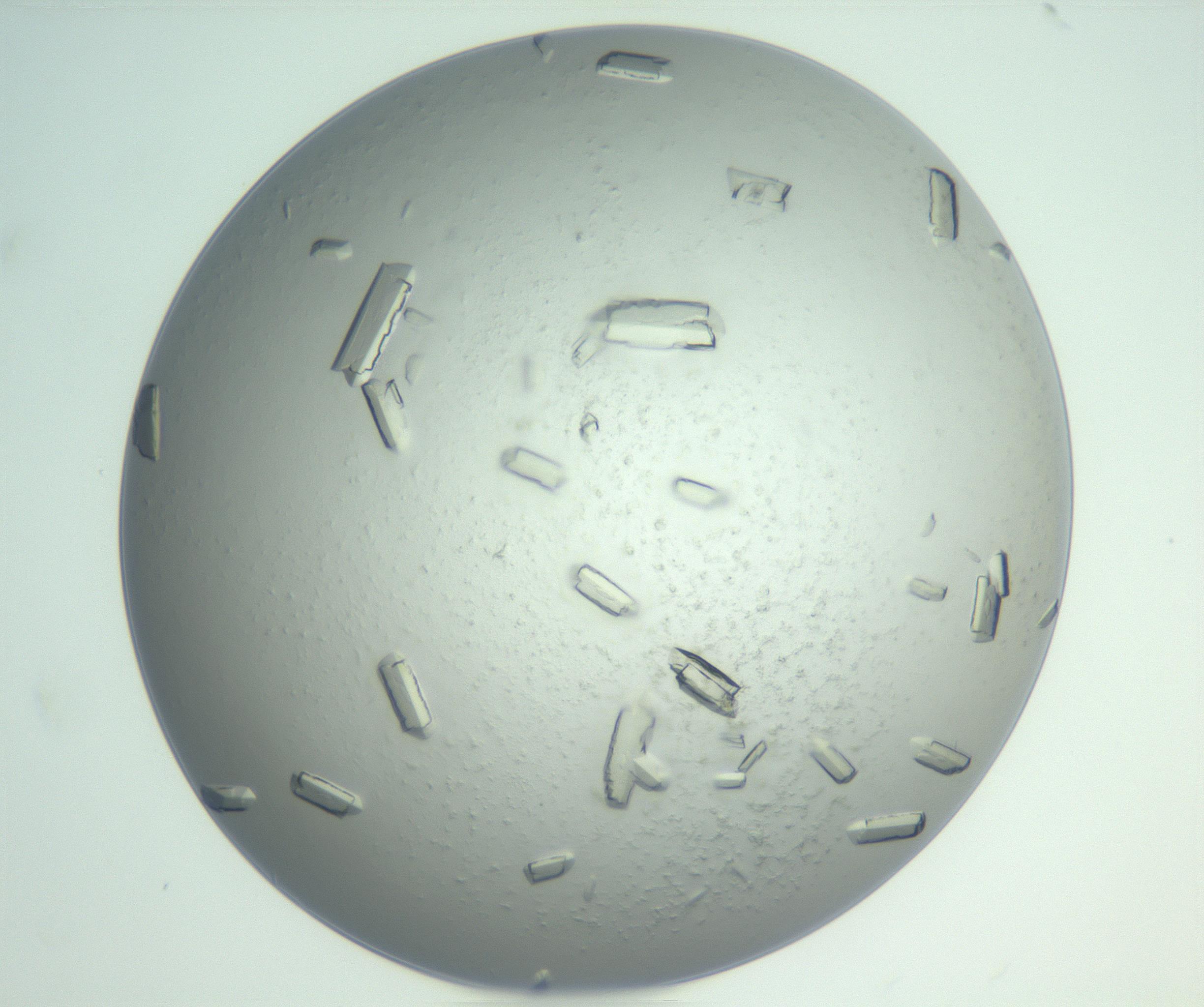 RI01_03_000_0212_Proj1_Clon1_MC_0000MC102898_003_161029_08_07_02_00_99_002_001_RAI.jpg