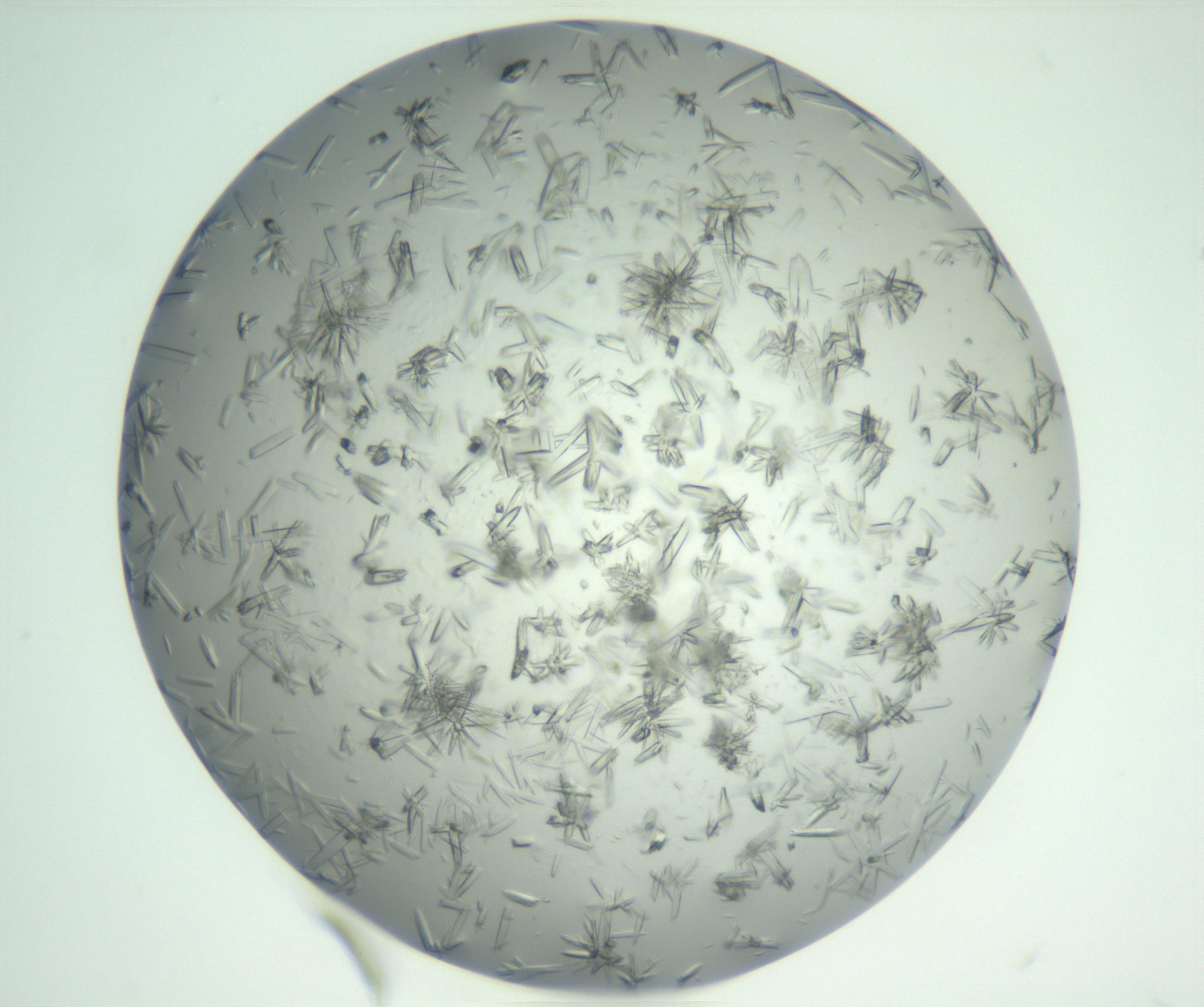RI01_03_000_0212_Proj1_Clon1_MC_0000MC102898_003_161029_10_01_02_00_99_002_001_RAI.jpg