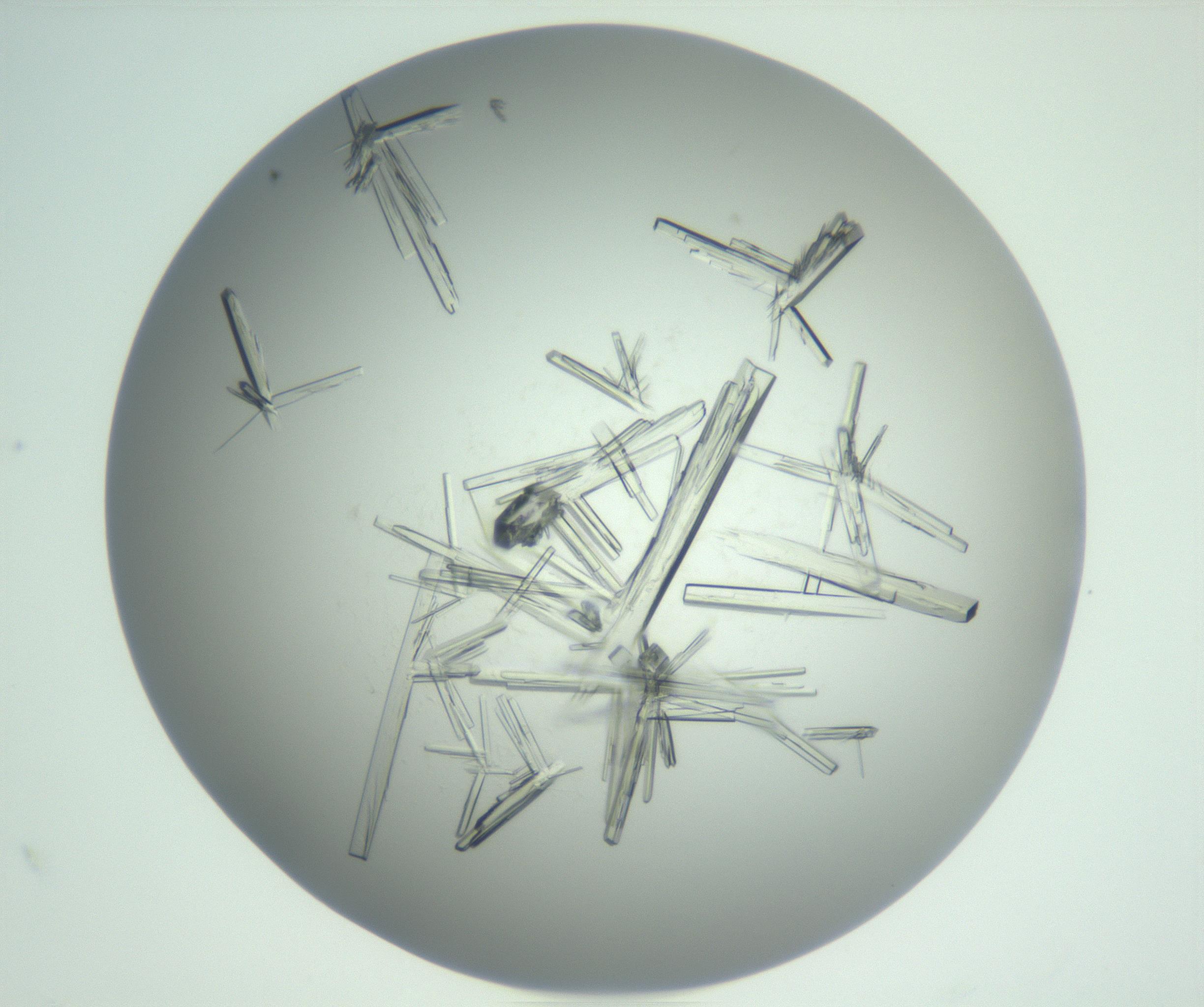 RI01_03_000_0212_Proj1_Clon1_MC_0000MC102898_003_161029_10_04_02_00_99_002_001_RAI.jpg