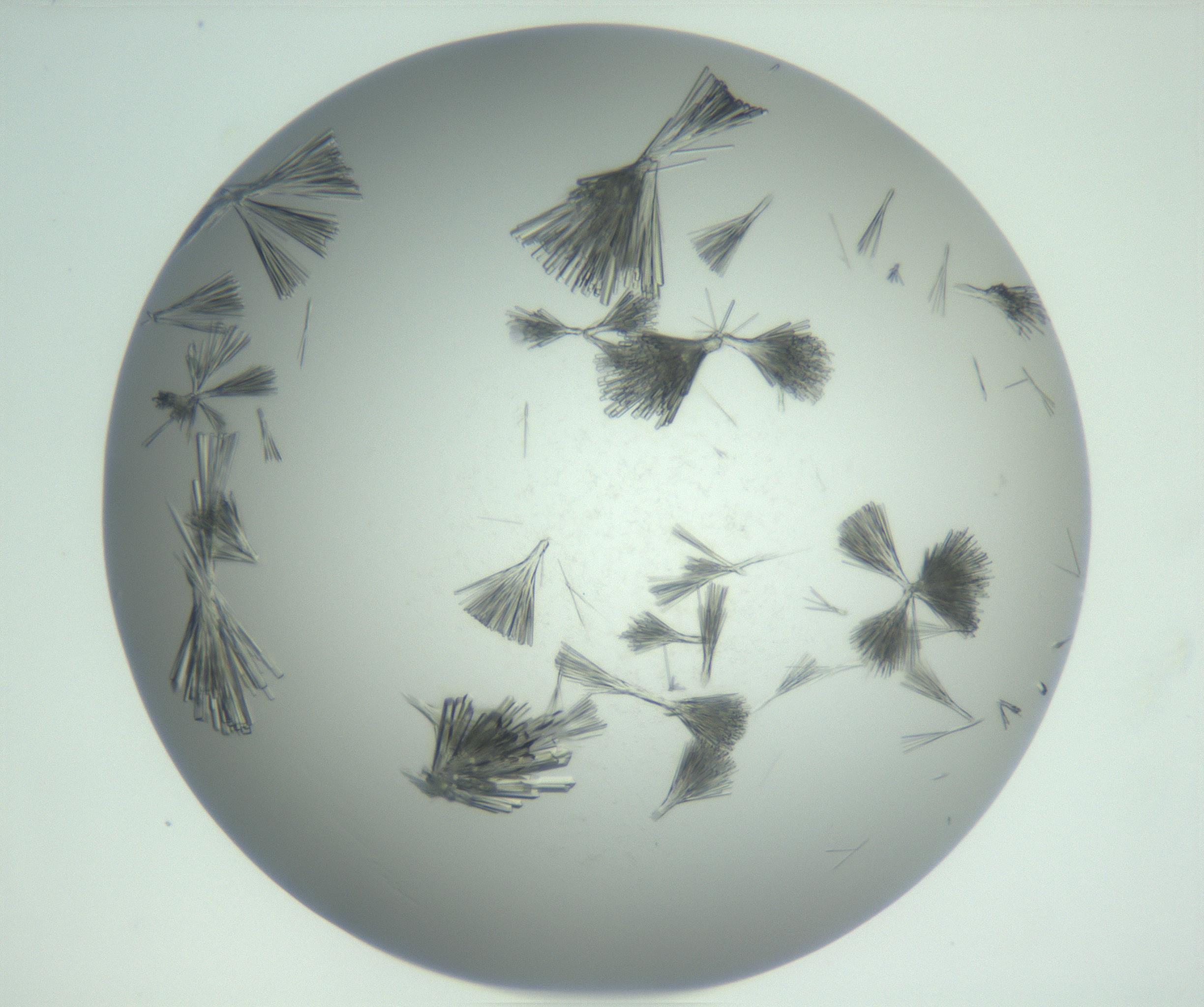 RI01_03_000_0212_Proj1_Clon1_MC_0000MC102898_003_161029_10_05_02_00_99_002_001_RAI.jpg