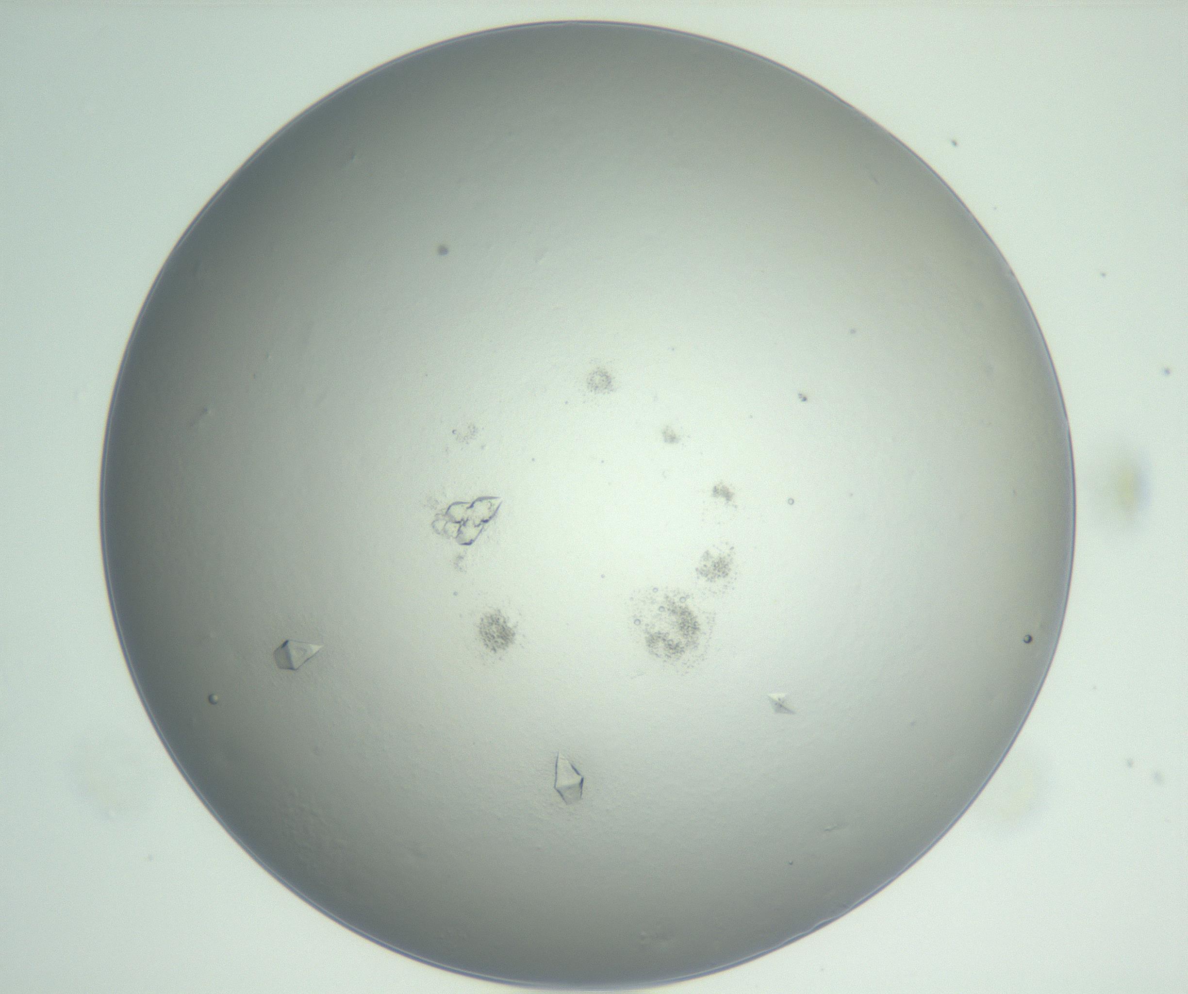 RI01_03_000_0212_Proj1_Clon1_MC_0000MC102898_003_161029_11_03_01_00_99_002_001_RAI.jpg