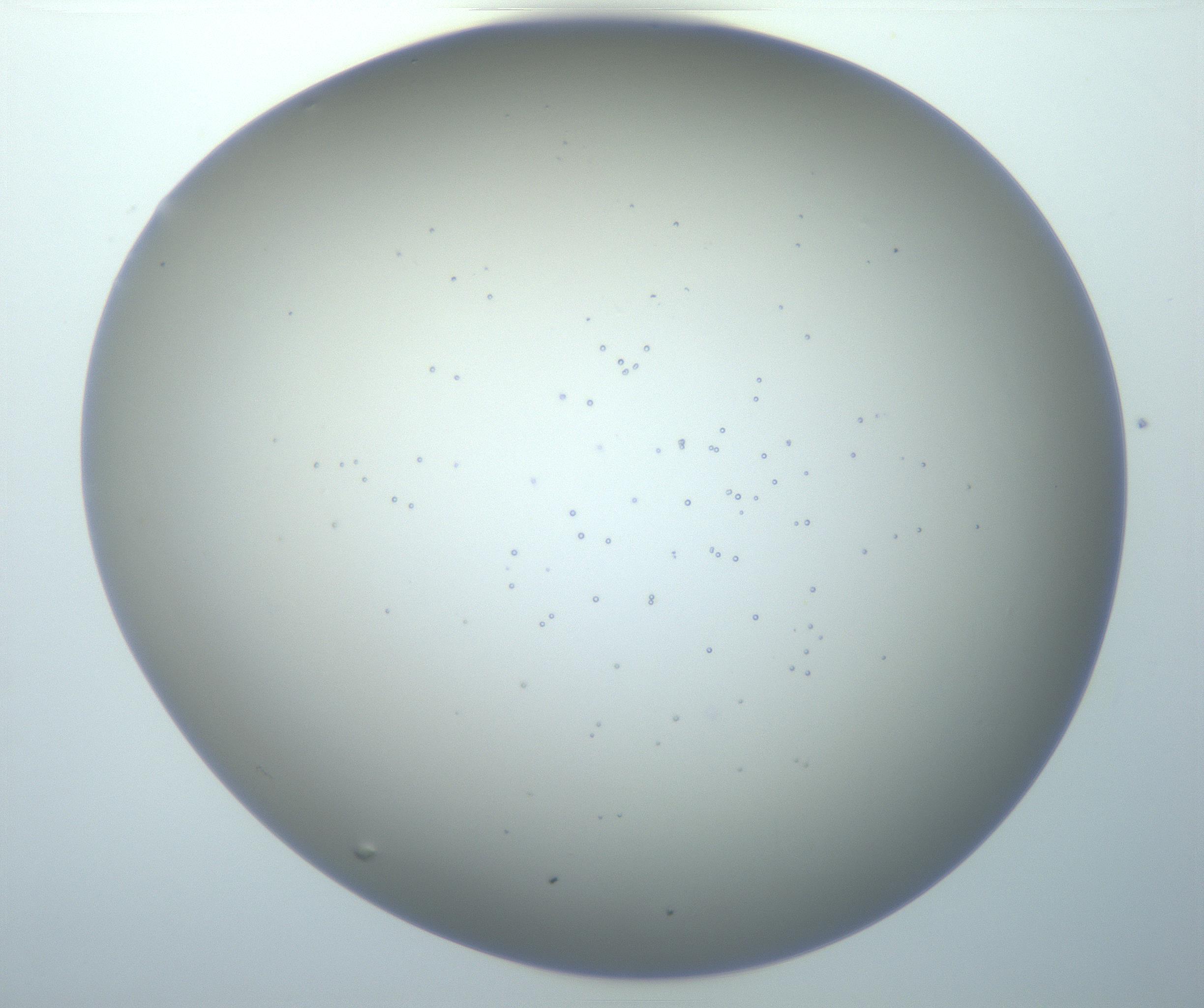 RI01_03_000_0212_Proj1_Clon1_MC_0000MC102899_006_161107_01_01_02_00_99_002_001_RAI.jpg