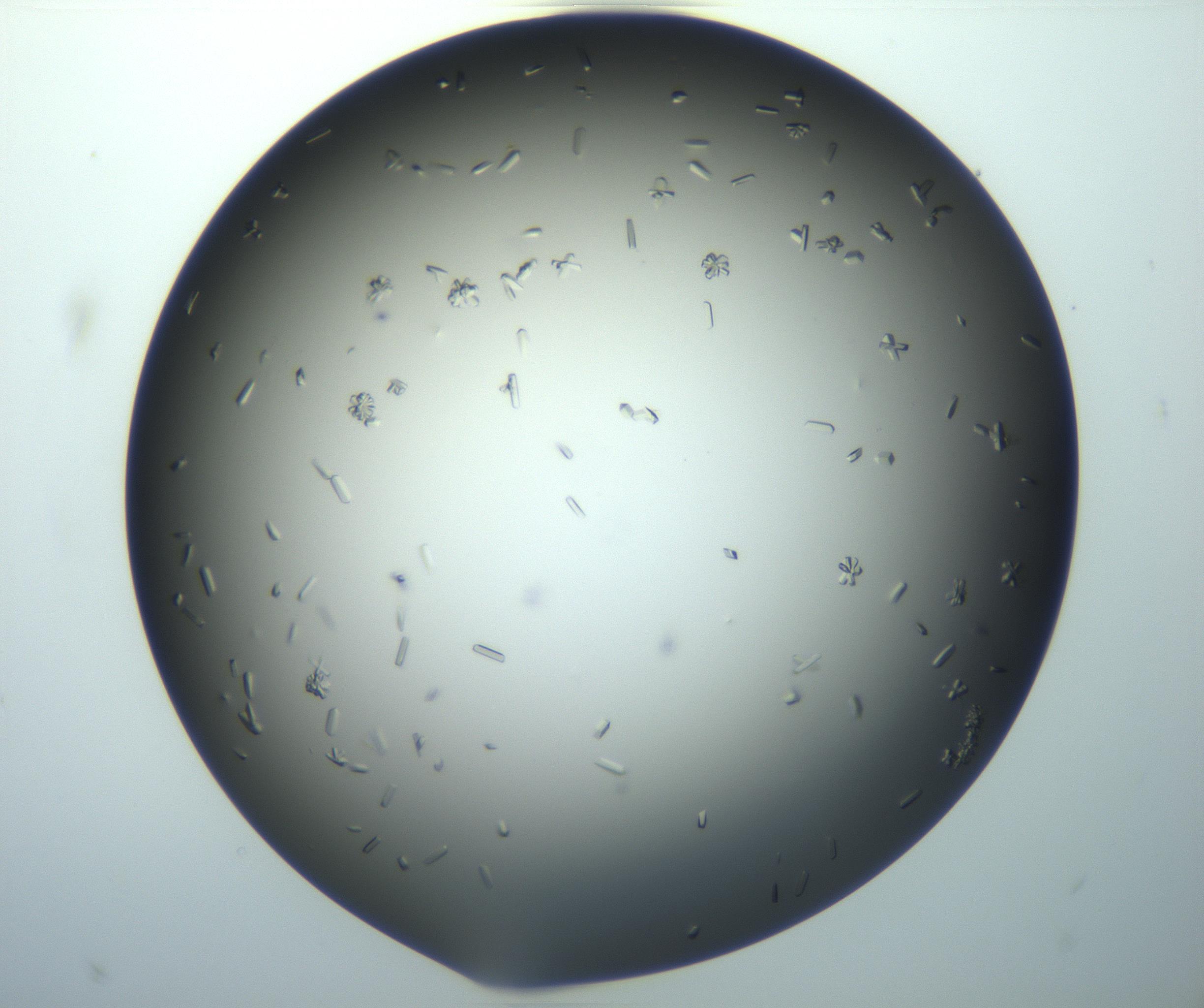 RI01_03_000_0212_Proj1_Clon1_MC_0000MC102920_003_161105_02_02_02_00_99_002_001_RAI.jpg