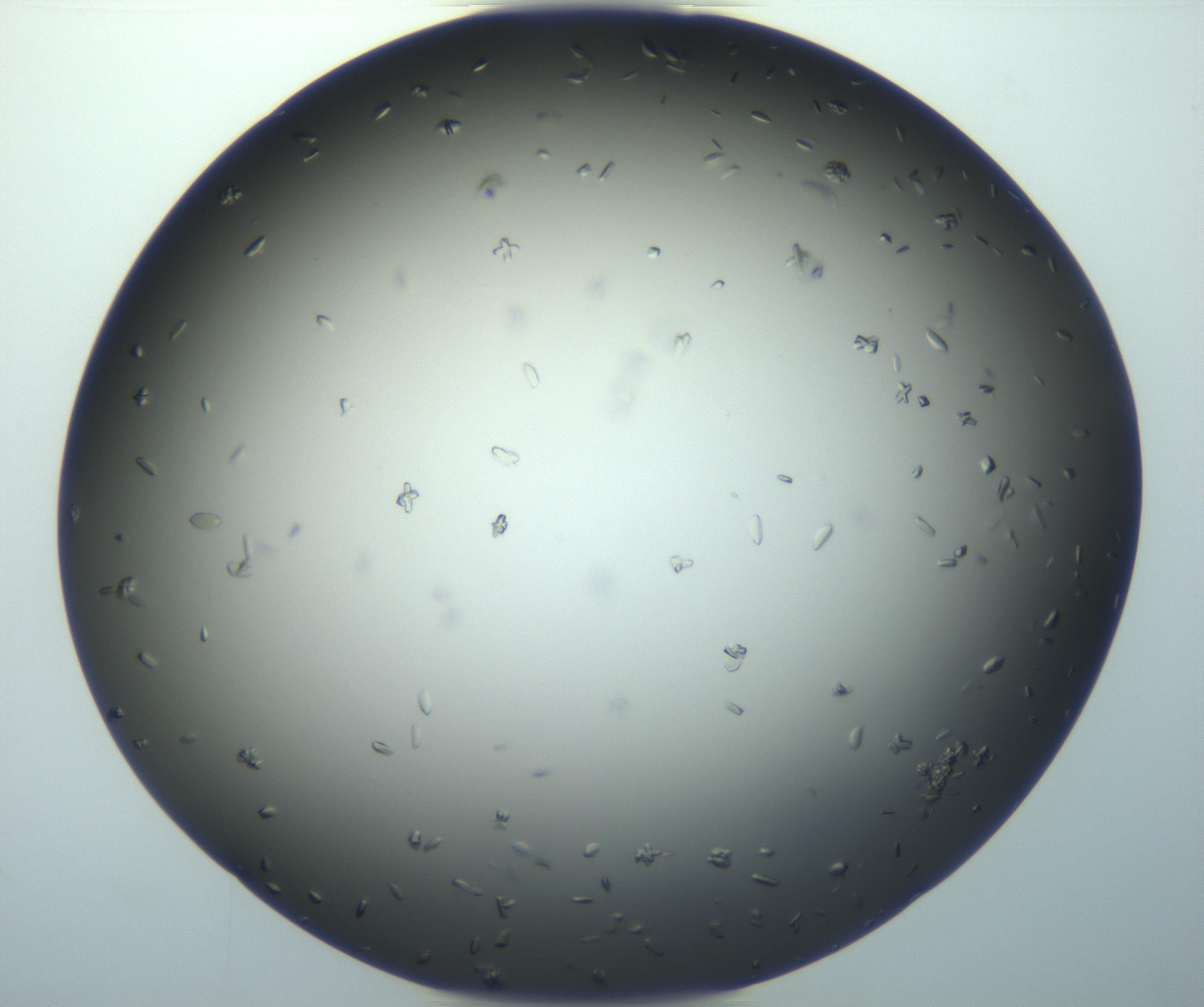 RI01_03_000_0212_Proj1_Clon1_MC_0000MC102920_003_161105_02_05_02_00_99_002_001_RAI.jpg