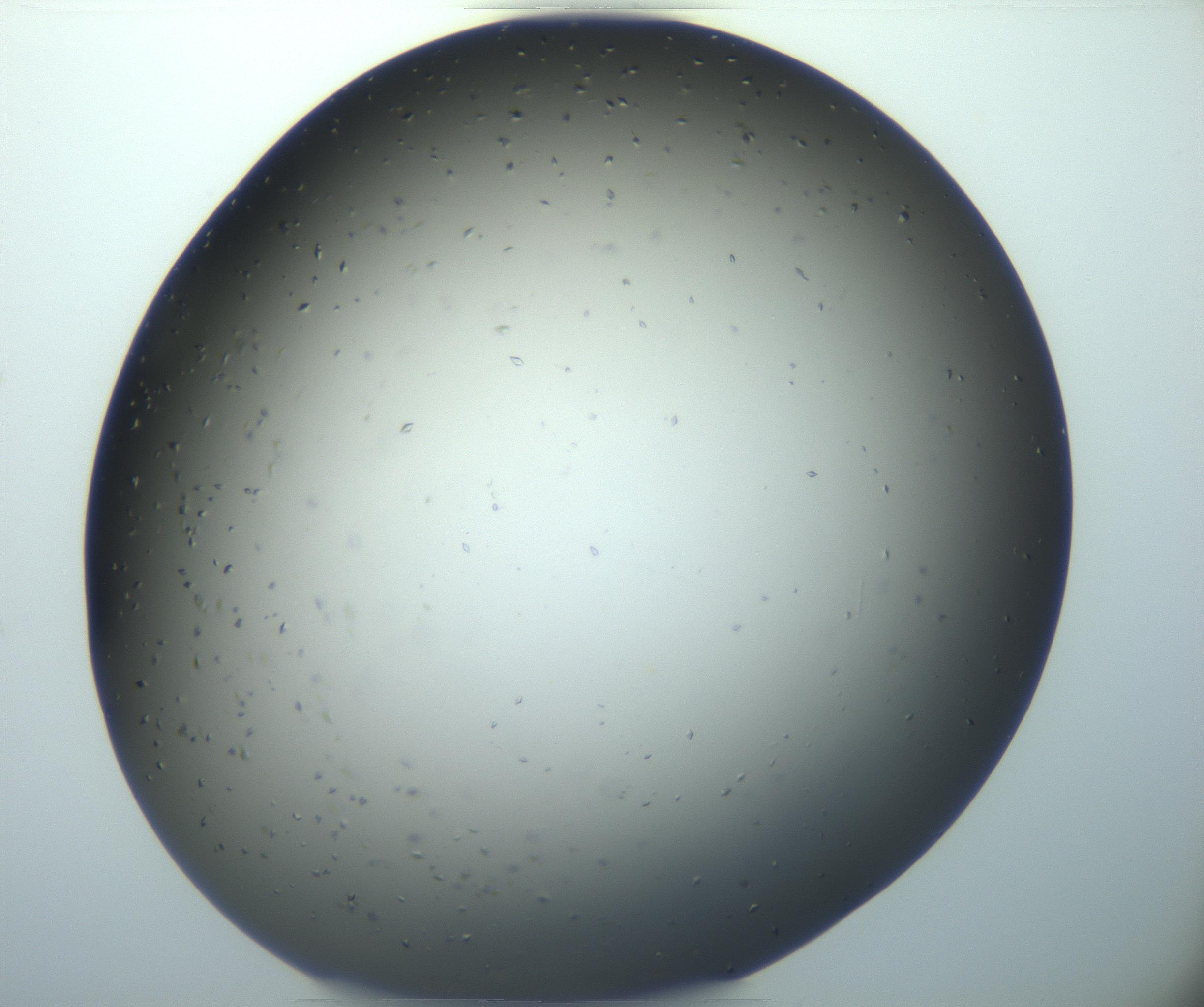 RI01_03_000_0212_Proj1_Clon1_MC_0000MC102920_003_161105_03_02_01_00_99_002_001_RAI.jpg