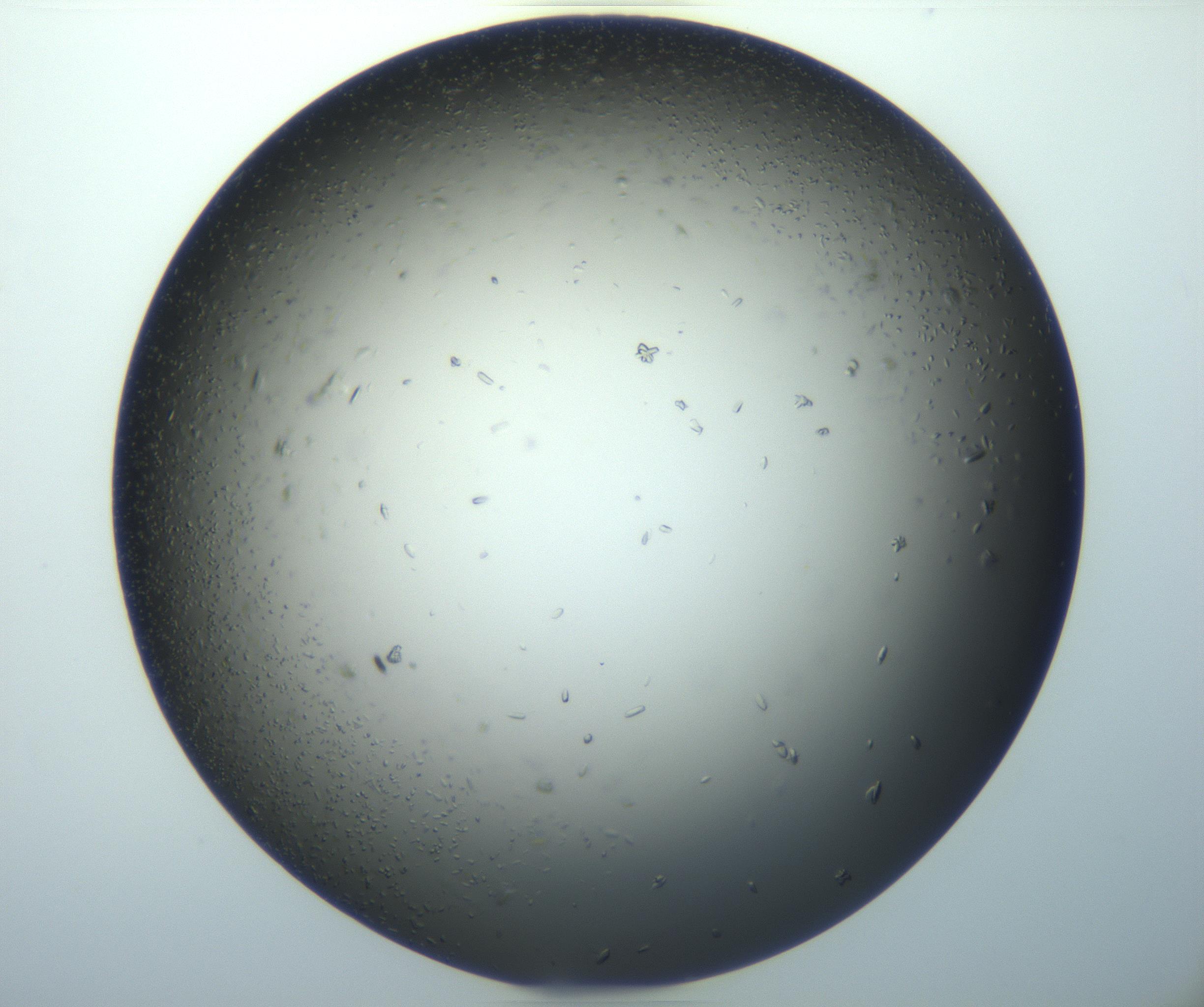 RI01_03_000_0212_Proj1_Clon1_MC_0000MC102920_003_161105_03_04_02_00_99_002_001_RAI.jpg