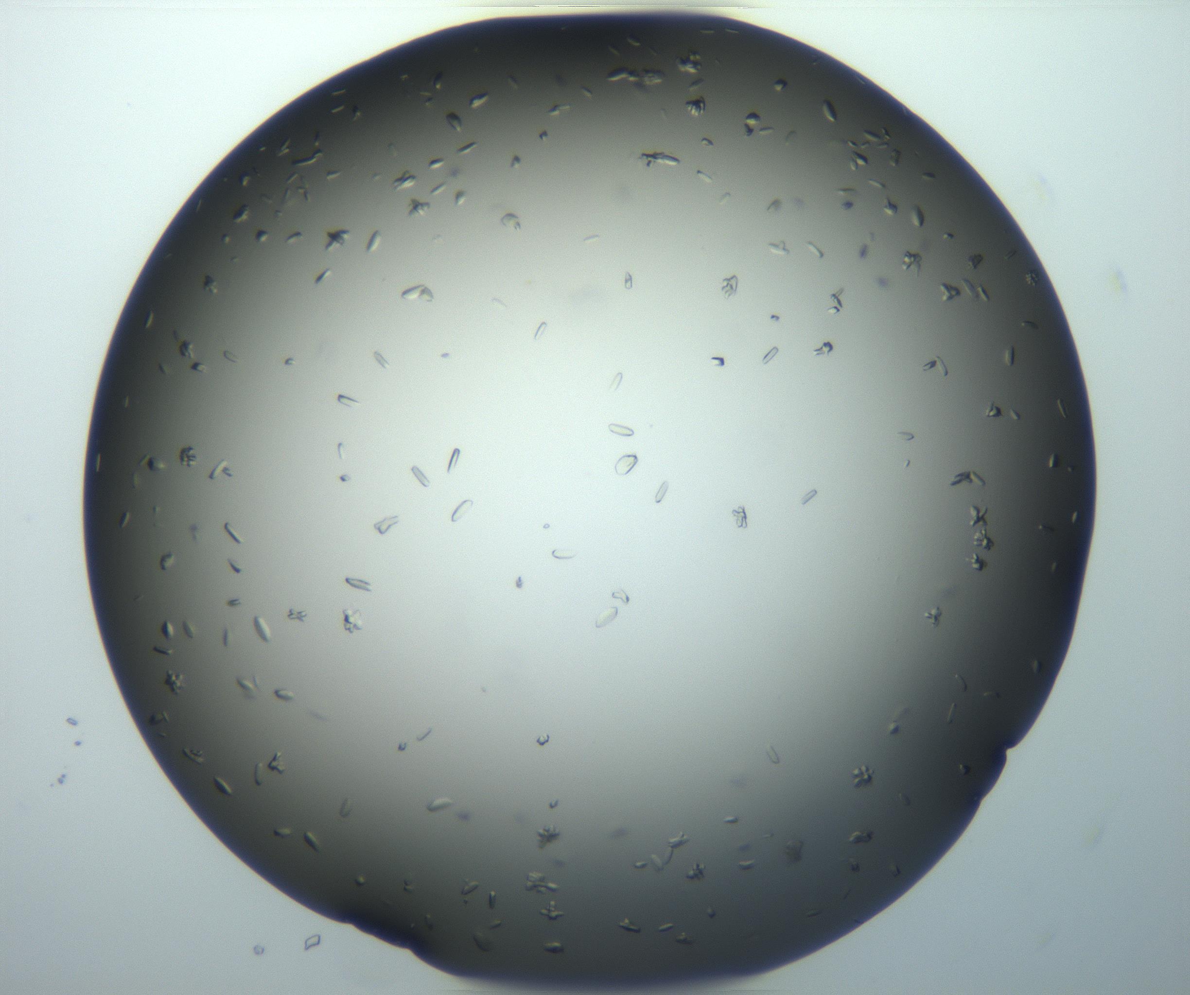 RI01_03_000_0212_Proj1_Clon1_MC_0000MC102920_003_161105_05_07_02_00_99_002_001_RAI.jpg