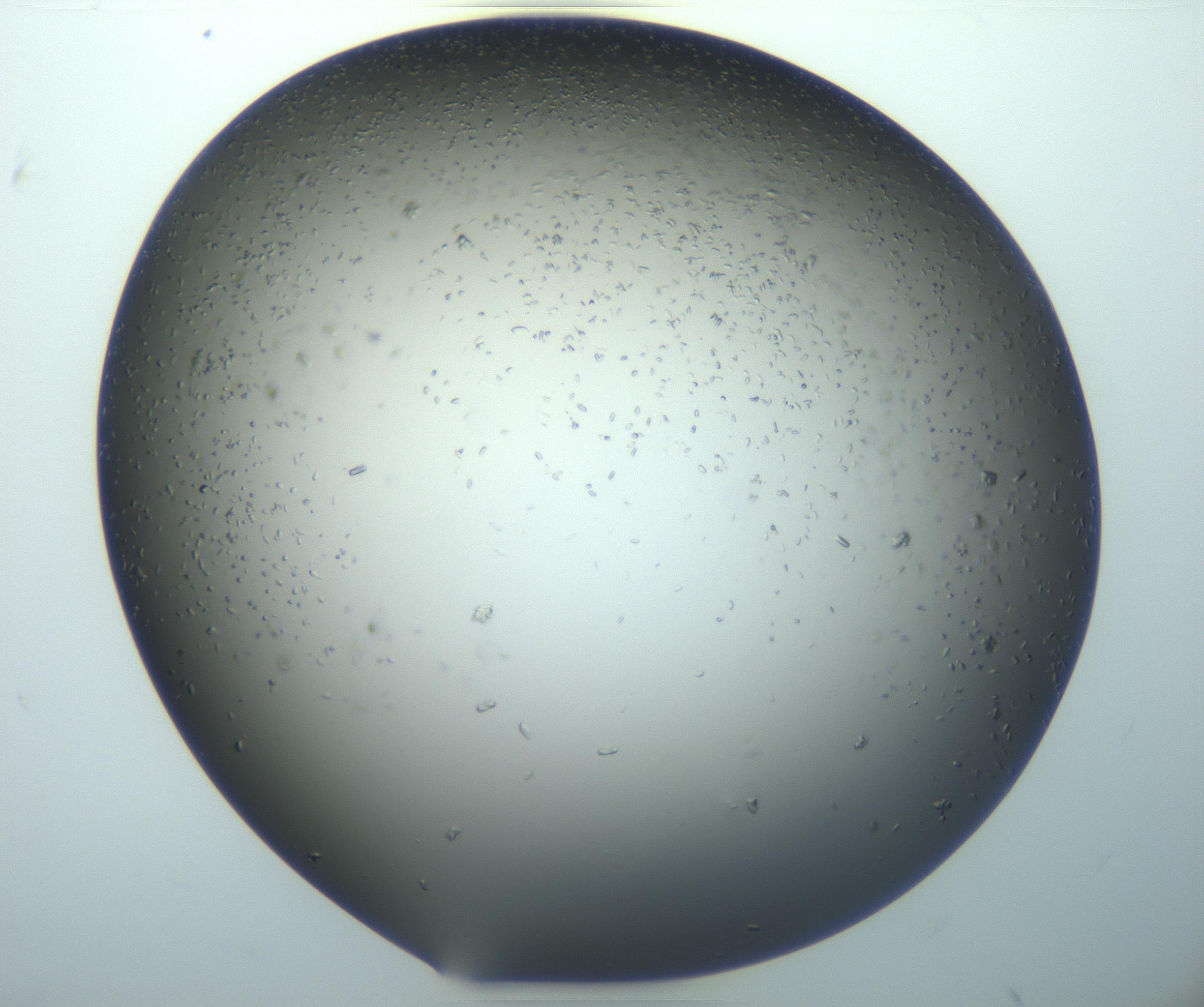 RI01_03_000_0212_Proj1_Clon1_MC_0000MC102920_003_161105_07_01_02_00_99_002_001_RAI.jpg