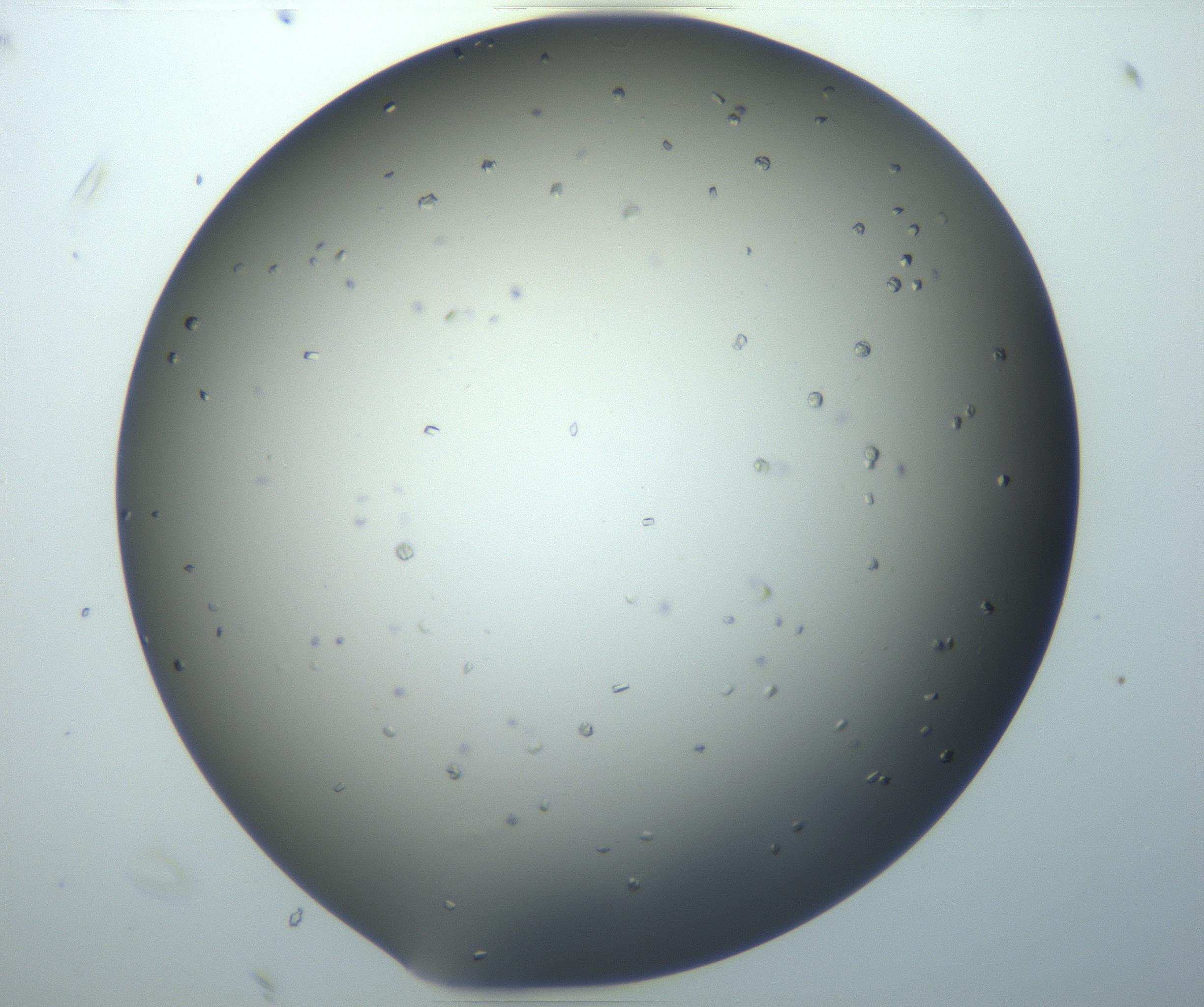 RI01_03_000_0212_Proj1_Clon1_MC_0000MC102920_003_161105_07_06_02_00_99_002_001_RAI.jpg