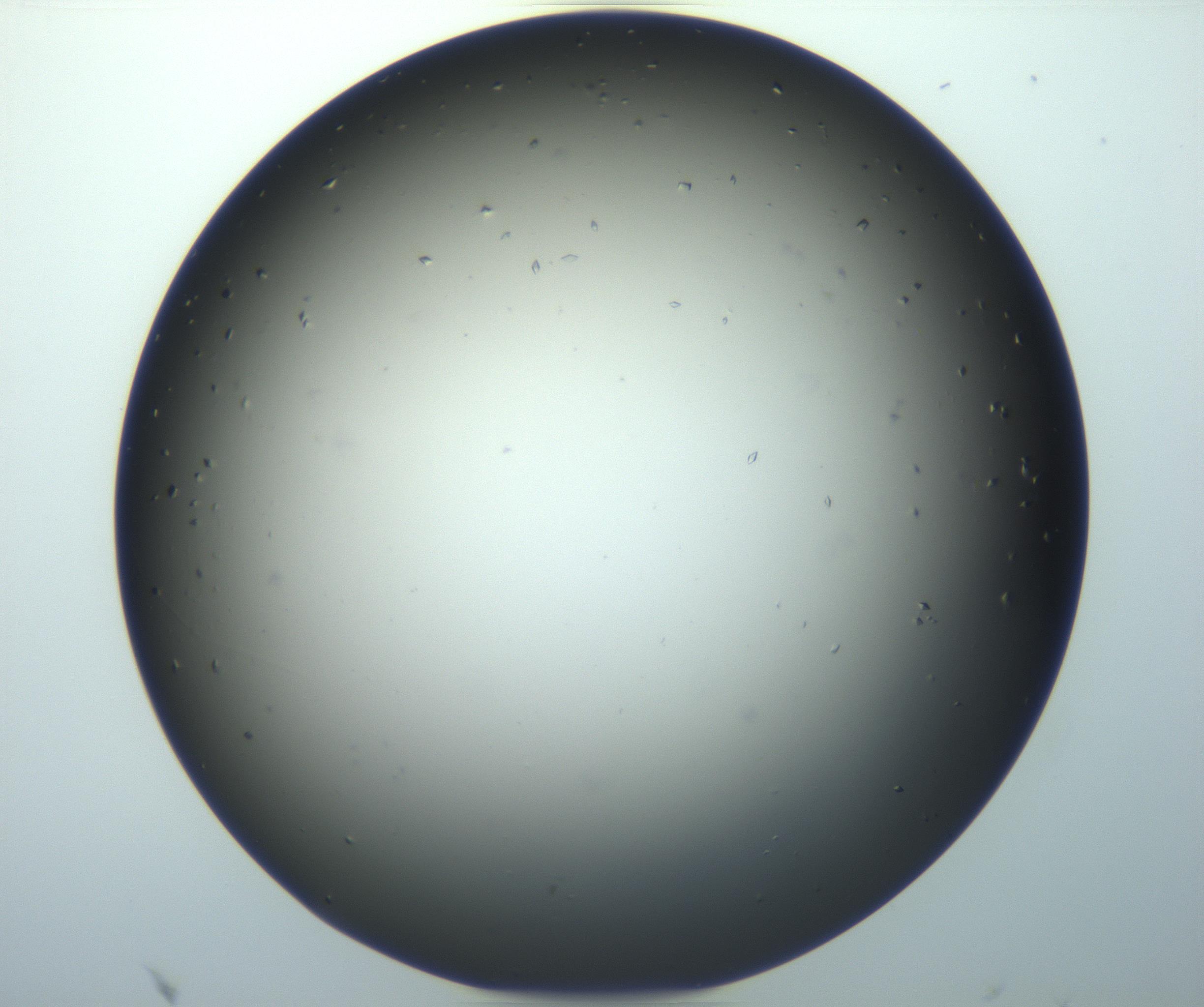 RI01_03_000_0212_Proj1_Clon1_MC_0000MC102920_003_161105_08_04_01_00_99_002_001_RAI.jpg