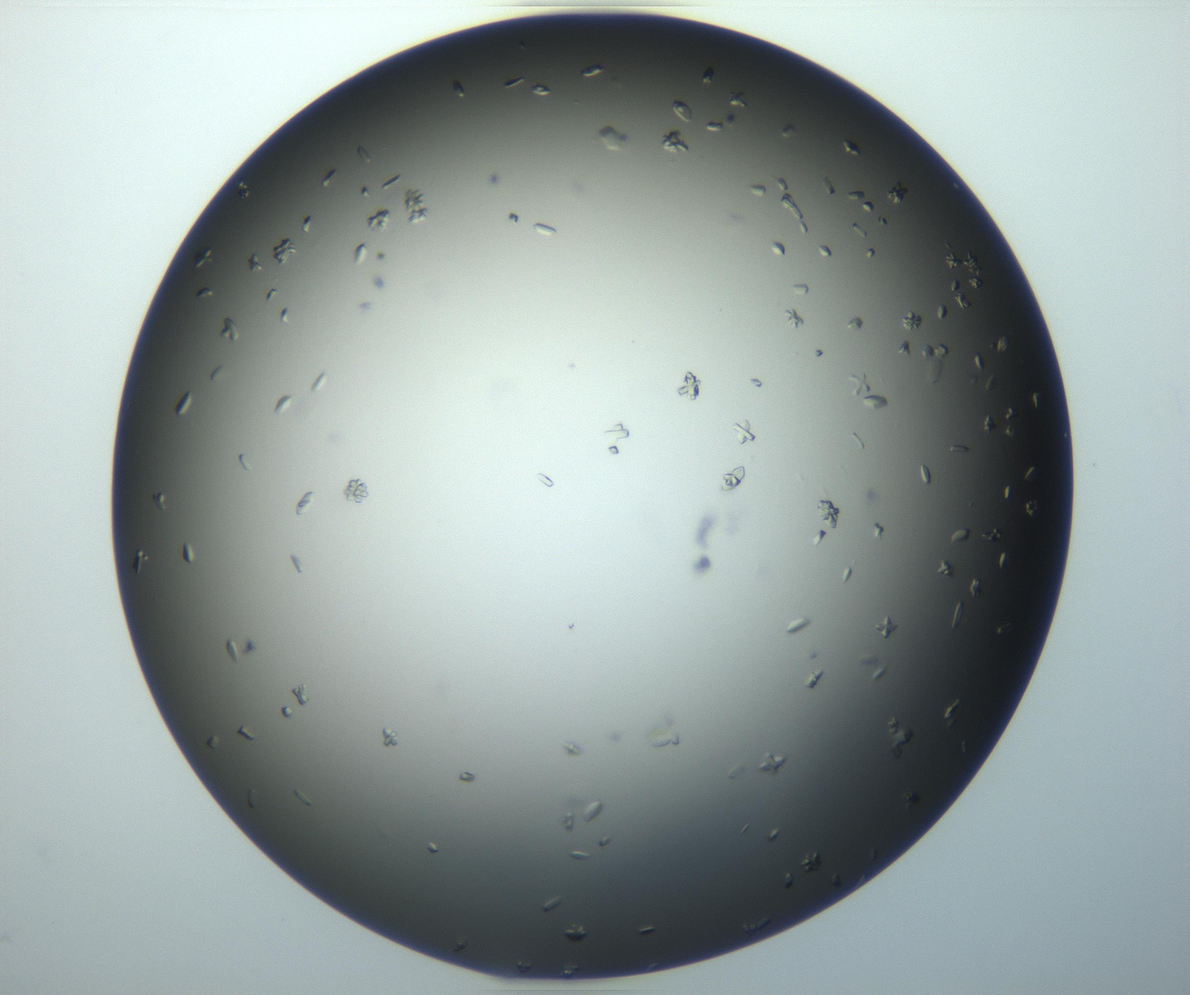 RI01_03_000_0212_Proj1_Clon1_MC_0000MC102920_003_161105_09_05_02_00_99_002_001_RAI.jpg
