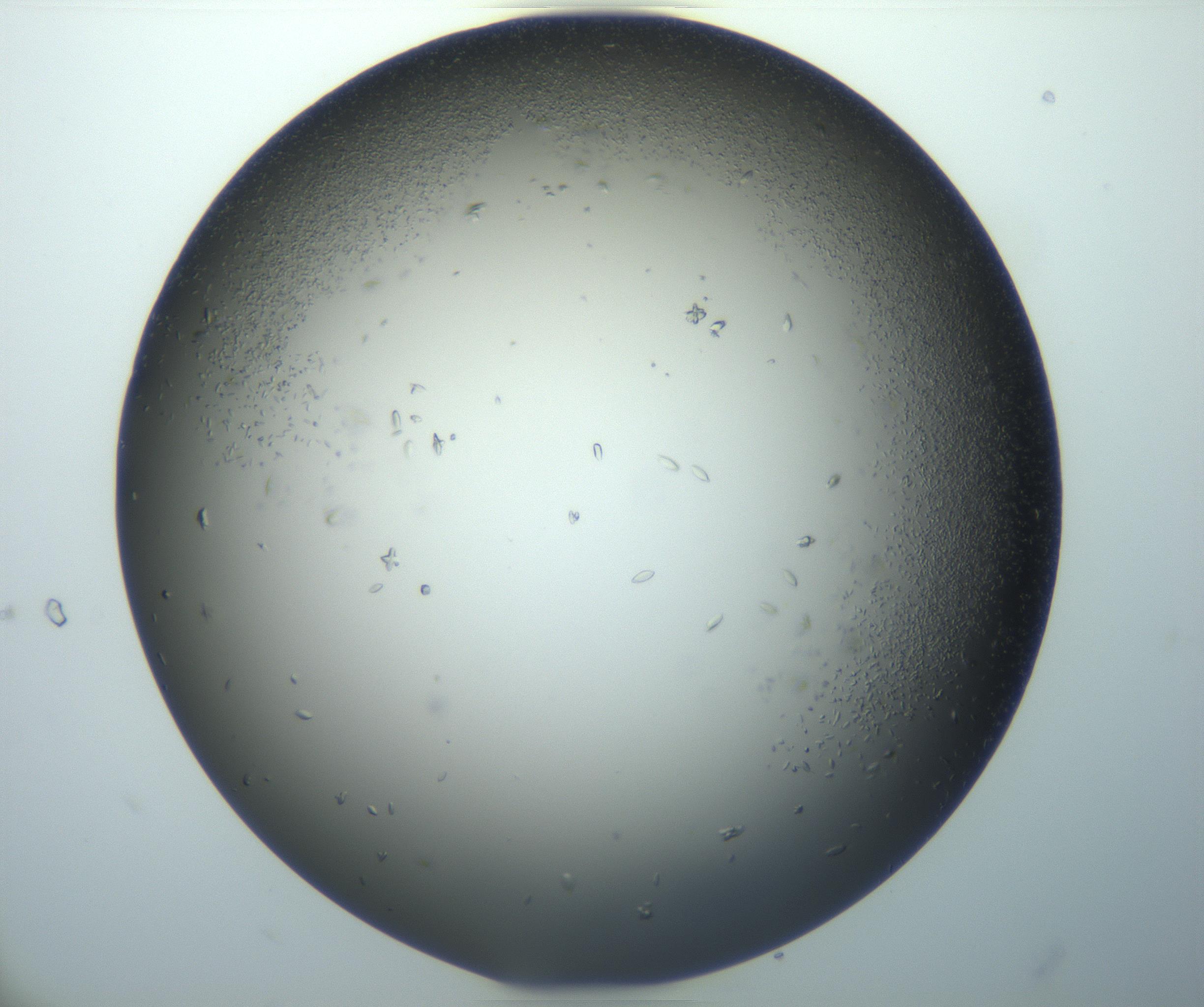 RI01_03_000_0212_Proj1_Clon1_MC_0000MC102920_003_161105_10_02_02_00_99_002_001_RAI.jpg
