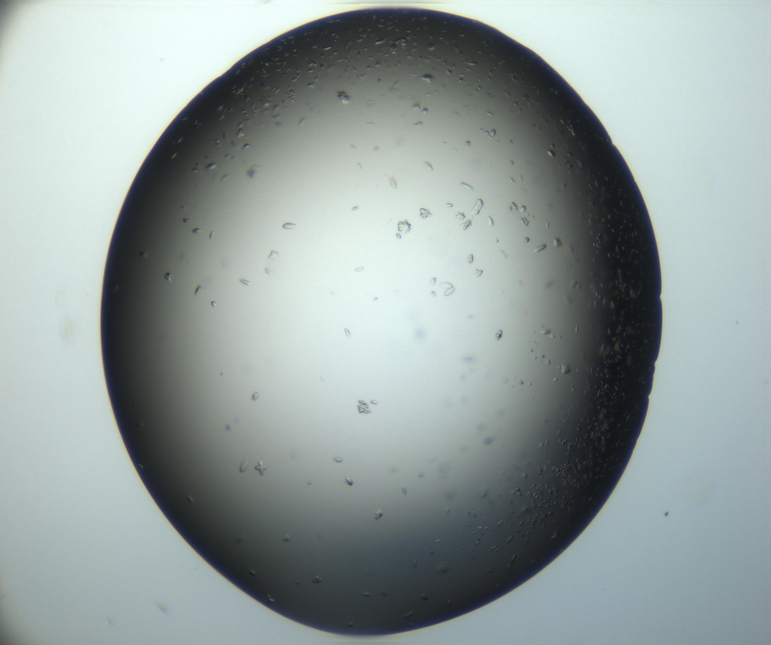 RI01_03_000_0212_Proj1_Clon1_MC_0000MC102920_003_161105_10_06_02_00_99_002_001_RAI.jpg