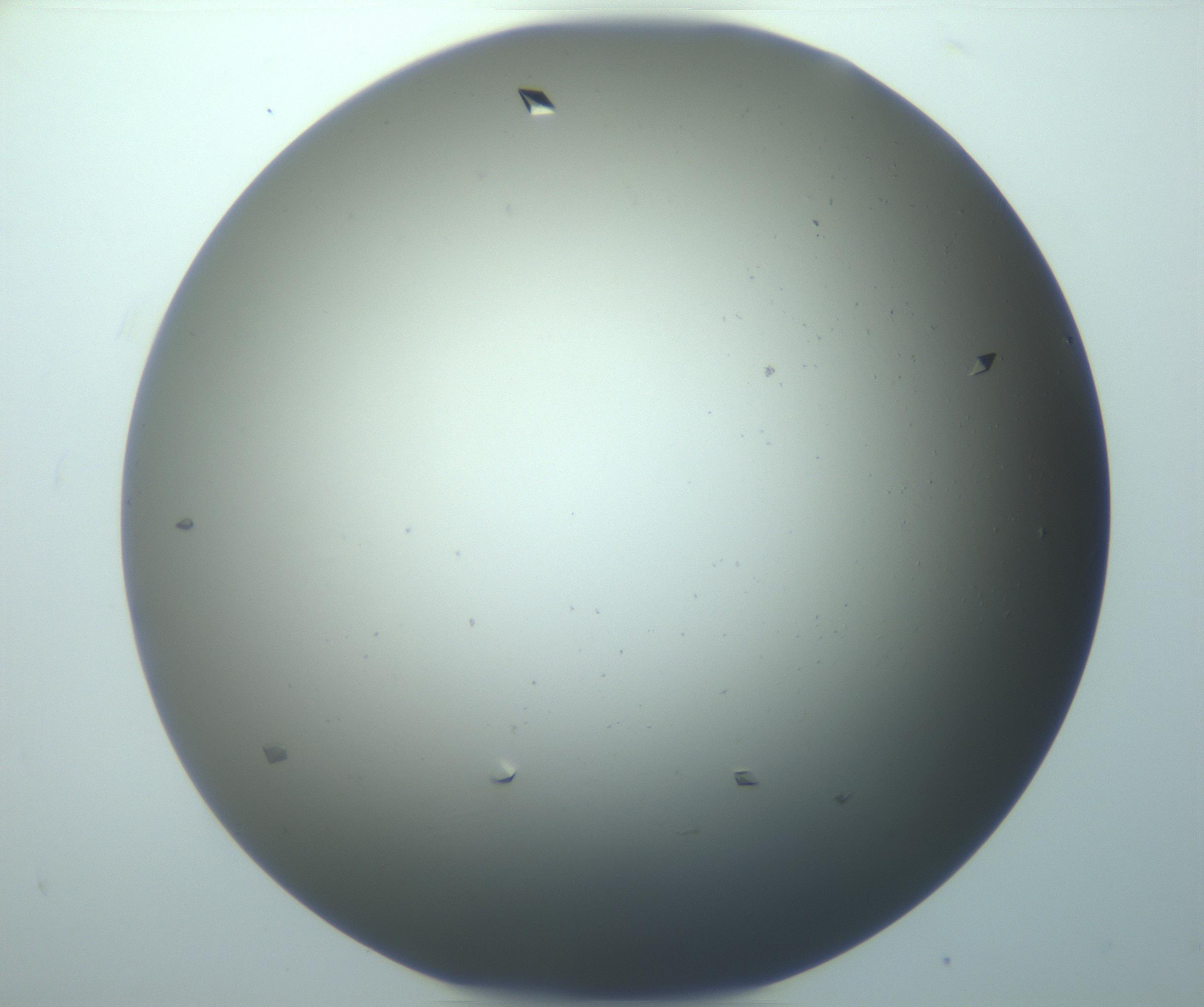RI01_03_000_0212_Proj1_Clon1_MC_0000MC102920_014_170104_09_08_01_00_99_002_001_RAI.jpg