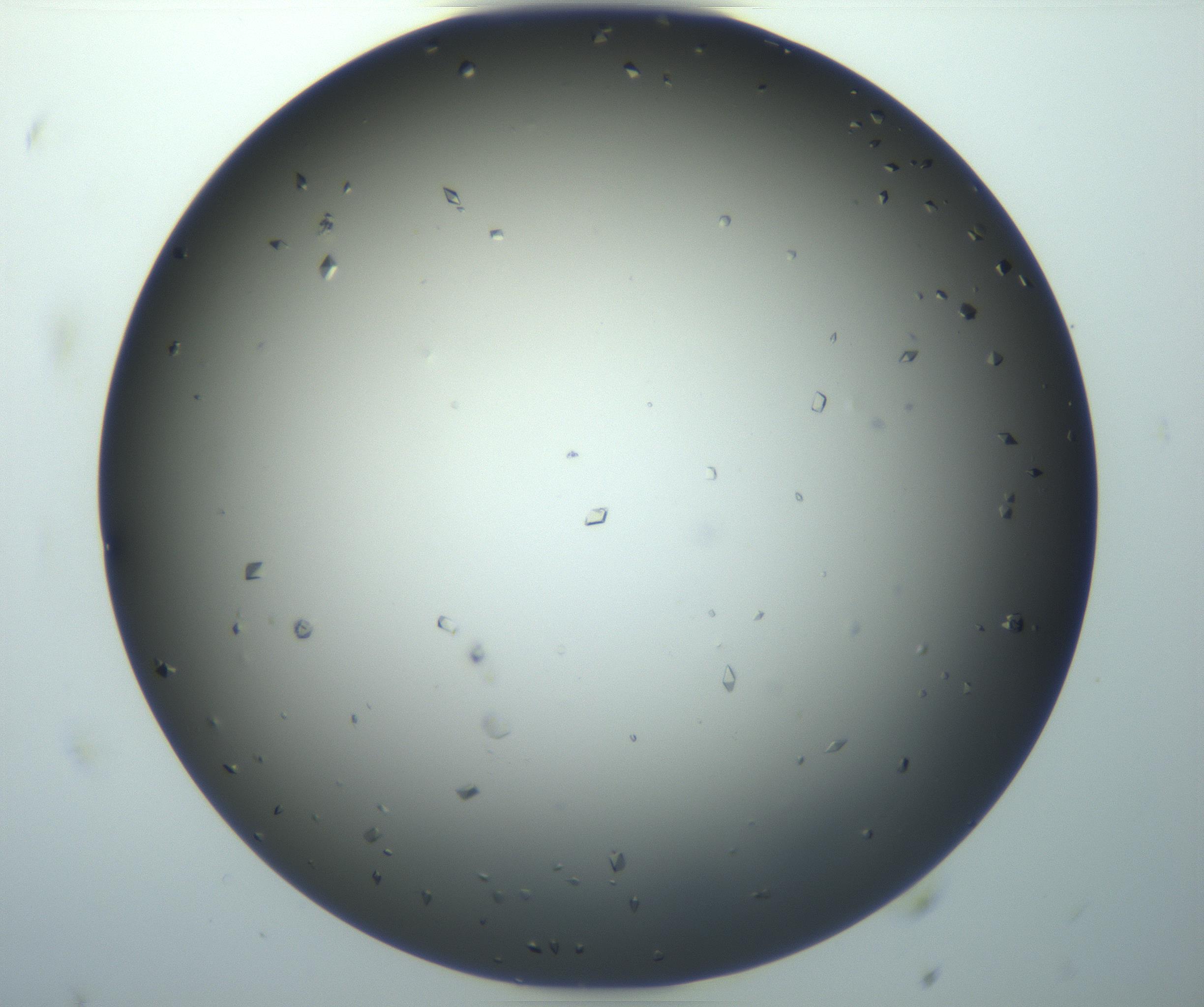 RI01_03_000_0212_Proj1_Clon1_MC_0000MC102921_003_161105_02_02_02_00_99_002_001_RAI.jpg