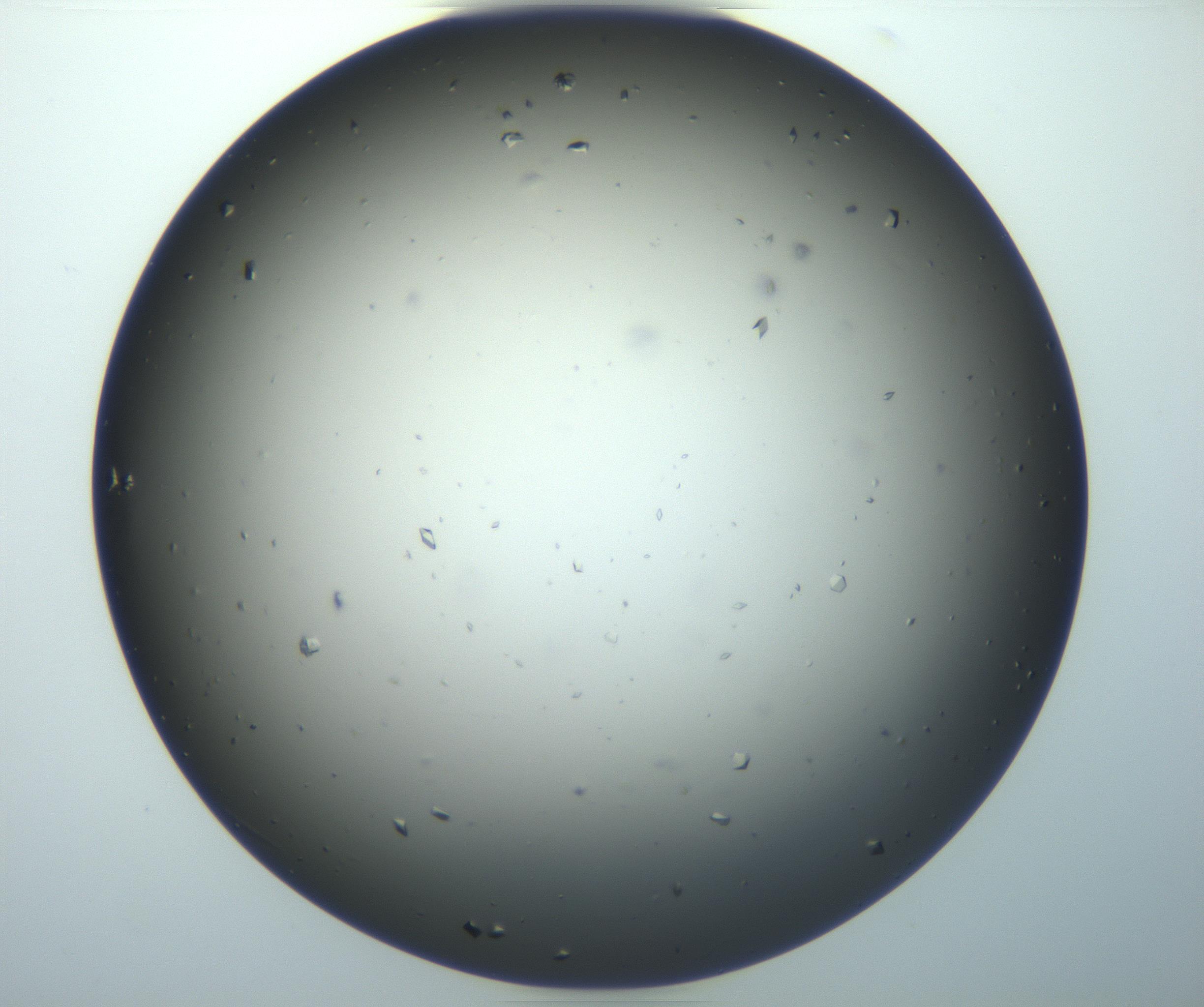 RI01_03_000_0212_Proj1_Clon1_MC_0000MC102921_003_161105_06_04_02_00_99_002_001_RAI.jpg