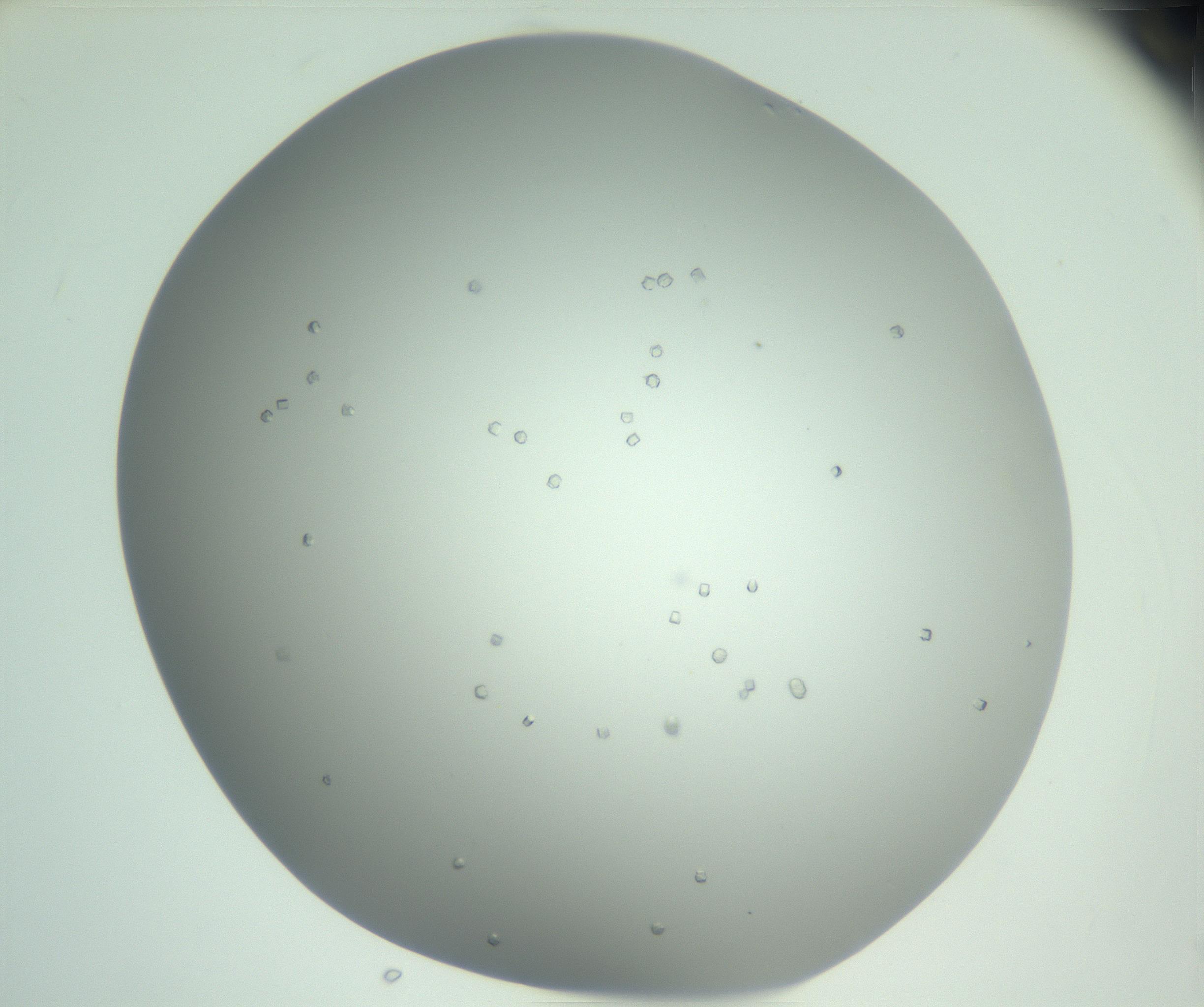 RI01_03_000_0212_Proj1_Clon1_MC_0000MC102923_003_161105_01_01_02_00_99_002_001_RAI.jpg