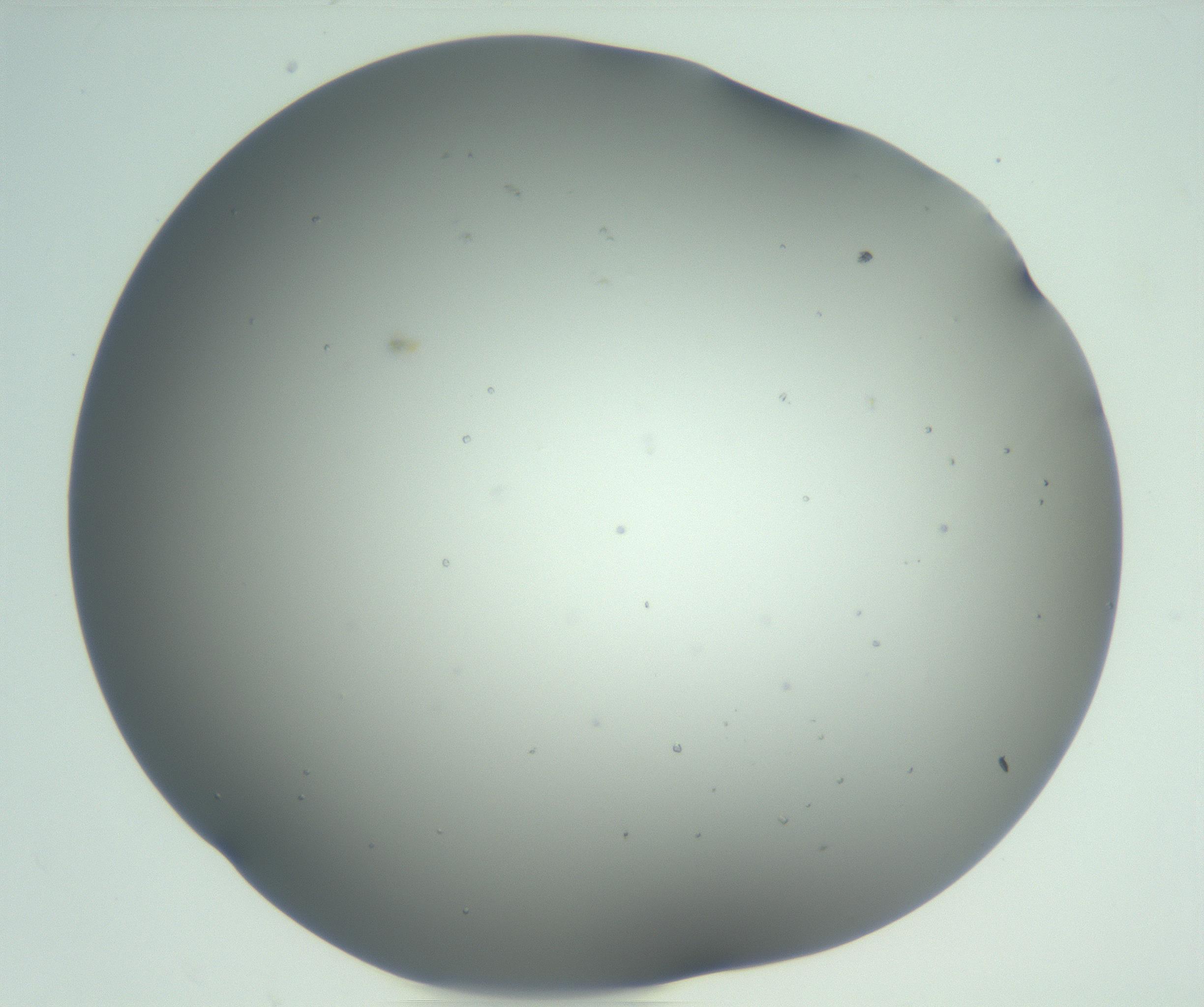 RI01_03_000_0212_Proj1_Clon1_MC_0000MC102923_003_161105_01_07_02_00_99_002_001_RAI.jpg
