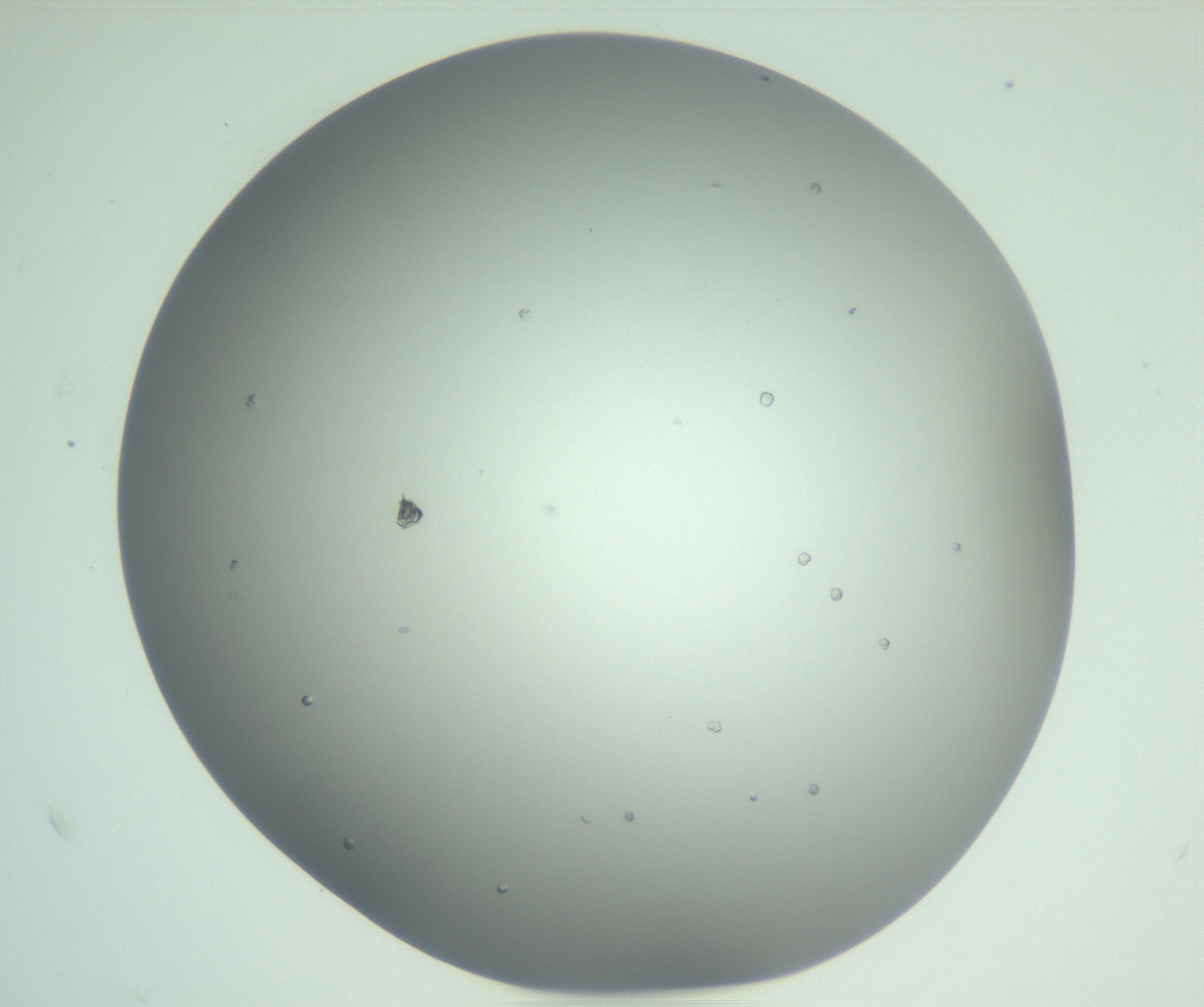 RI01_03_000_0212_Proj1_Clon1_MC_0000MC102923_003_161105_02_04_02_00_99_002_001_RAI.jpg