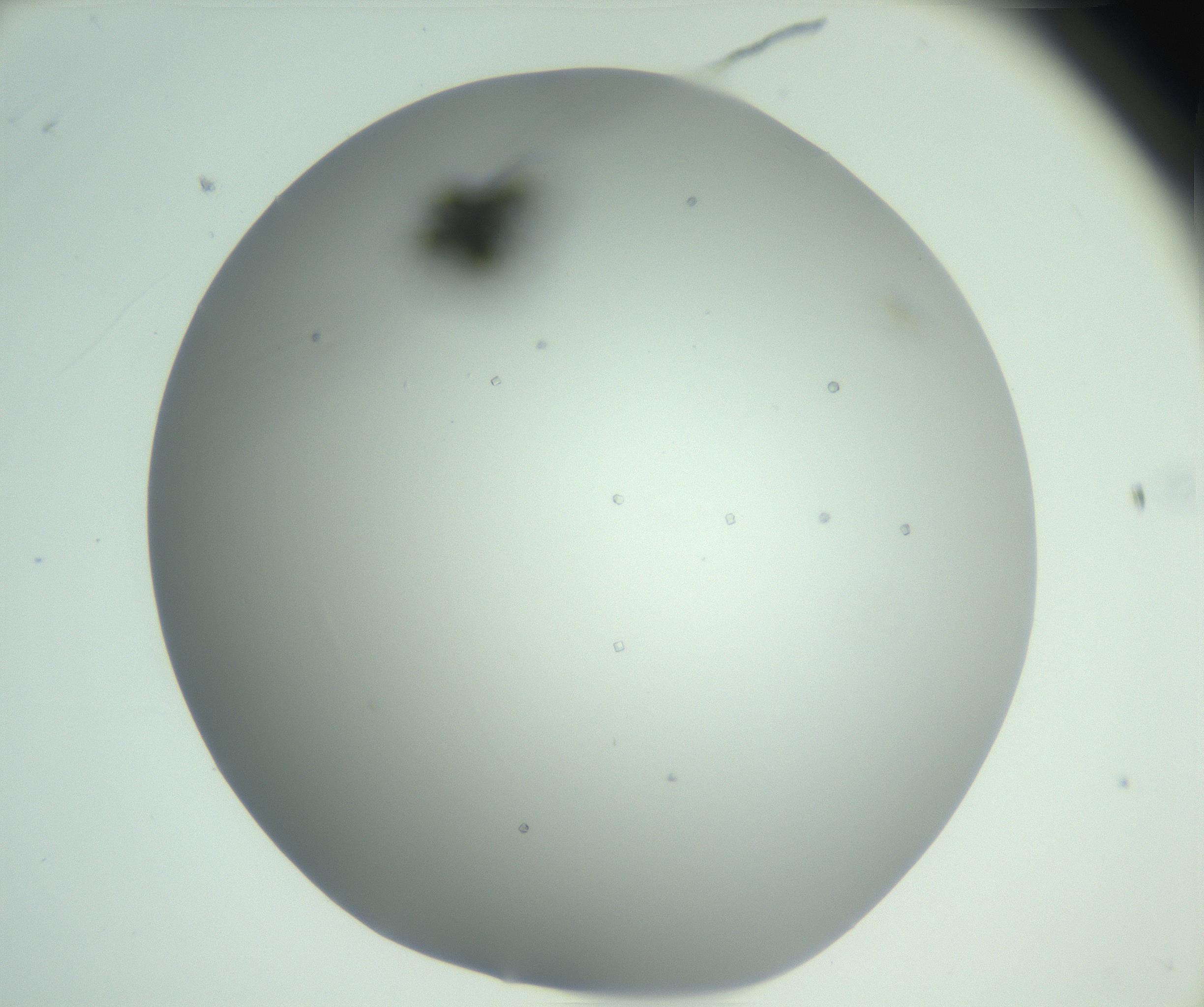 RI01_03_000_0212_Proj1_Clon1_MC_0000MC102923_003_161105_03_01_02_00_99_002_001_RAI.jpg