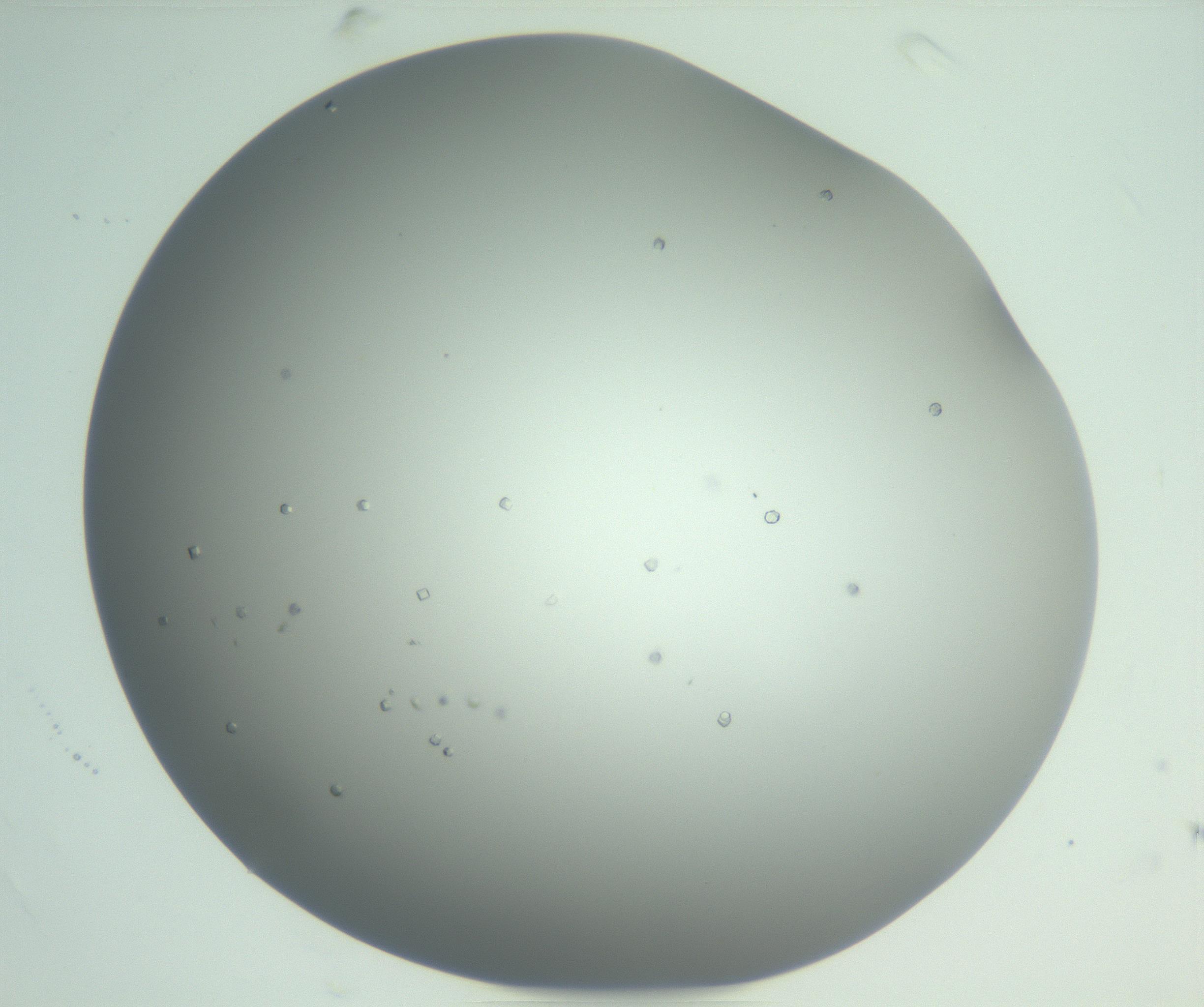 RI01_03_000_0212_Proj1_Clon1_MC_0000MC102923_003_161105_05_06_02_00_99_002_001_RAI.jpg