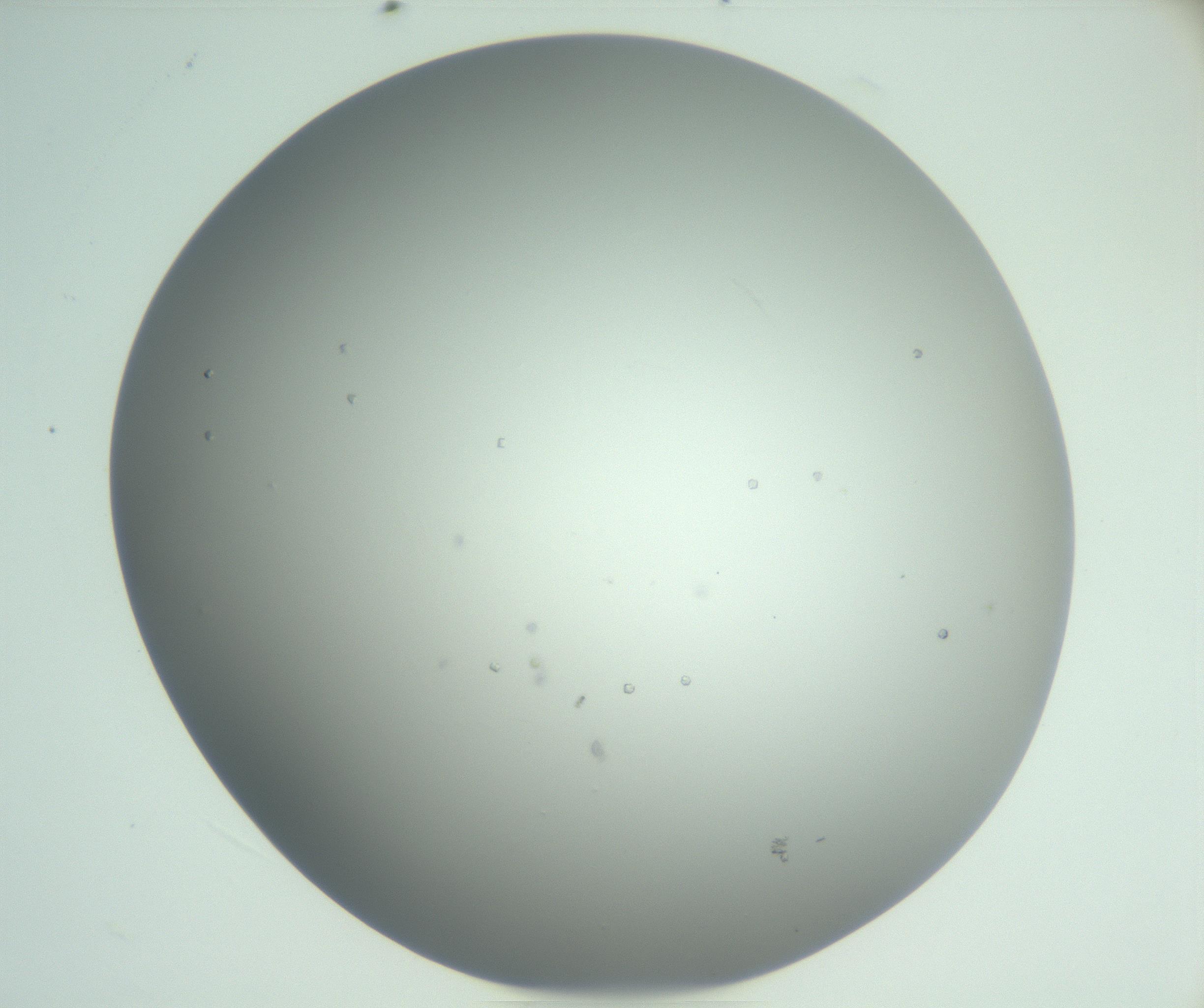 RI01_03_000_0212_Proj1_Clon1_MC_0000MC102923_003_161105_06_04_02_00_99_002_001_RAI.jpg
