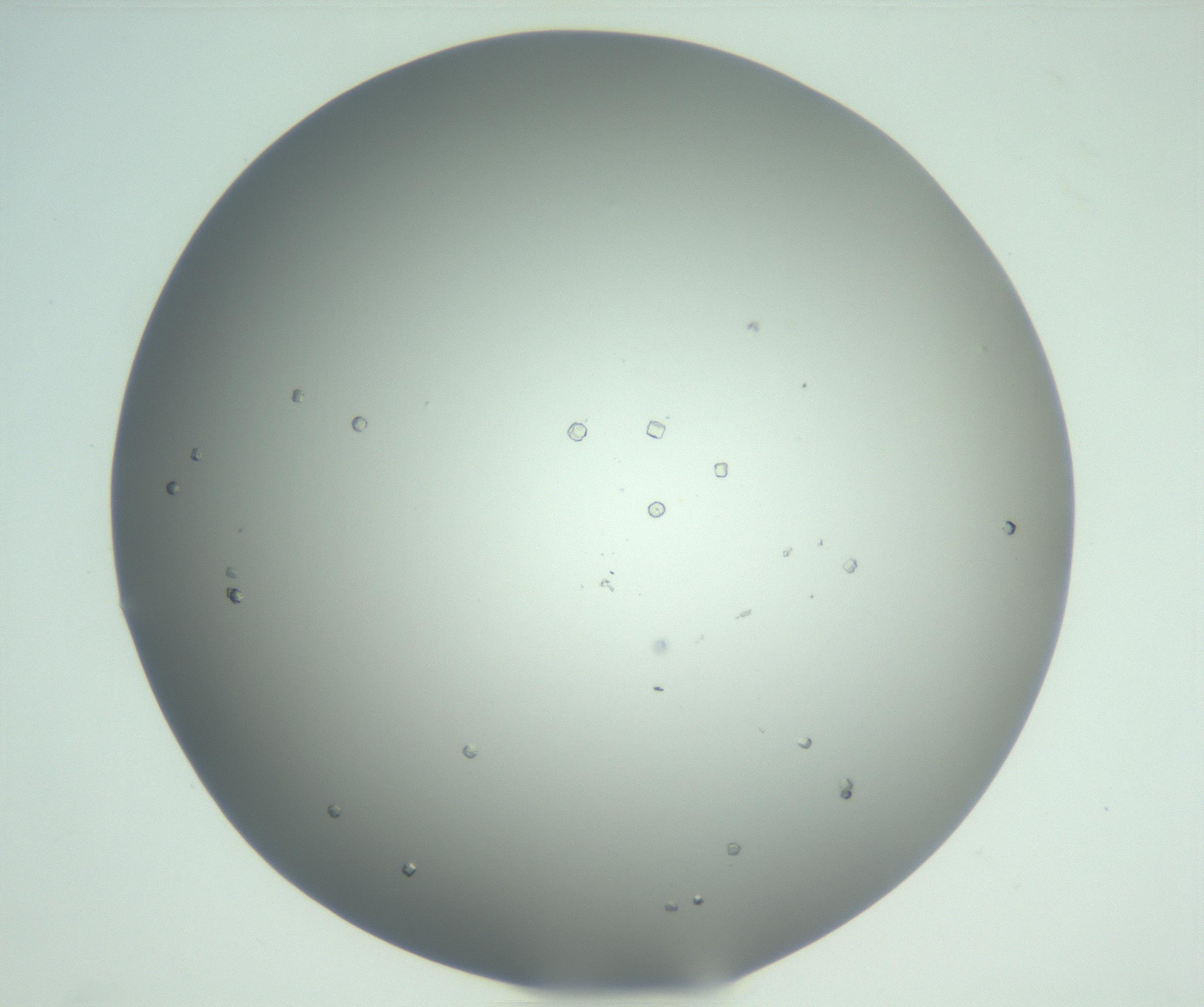 RI01_03_000_0212_Proj1_Clon1_MC_0000MC102923_003_161105_07_05_02_00_99_002_001_RAI.jpg