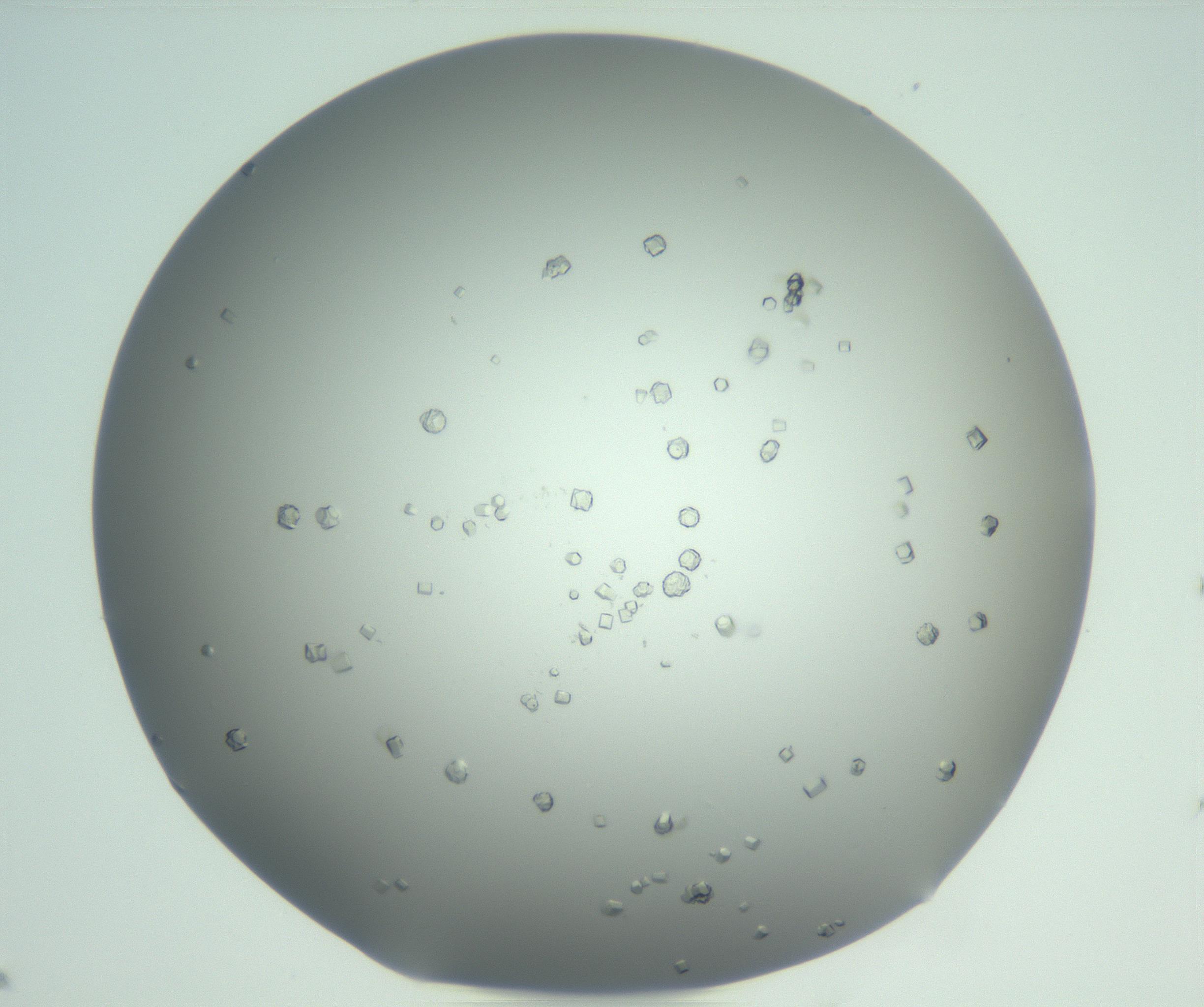 RI01_03_000_0212_Proj1_Clon1_MC_0000MC102923_003_161105_07_07_02_00_99_002_001_RAI.jpg
