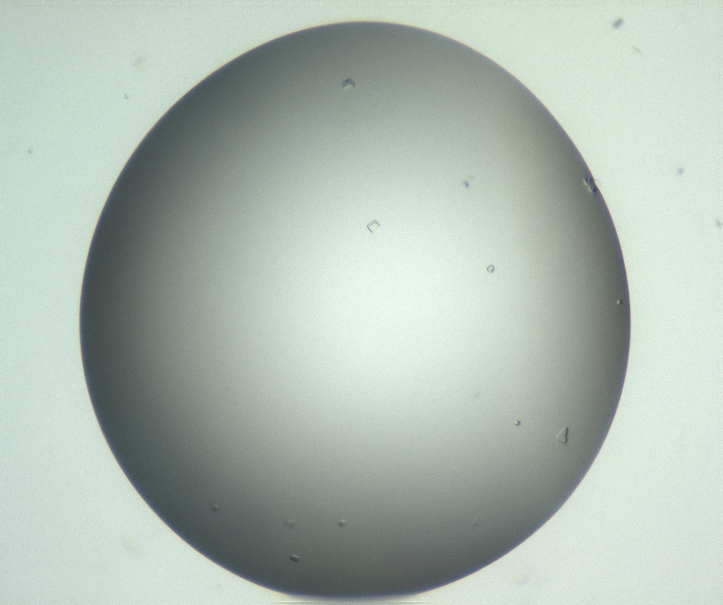 RI01_03_000_0212_Proj1_Clon1_MC_0000MC102923_003_161105_08_01_01_00_99_002_001_RAI.jpg
