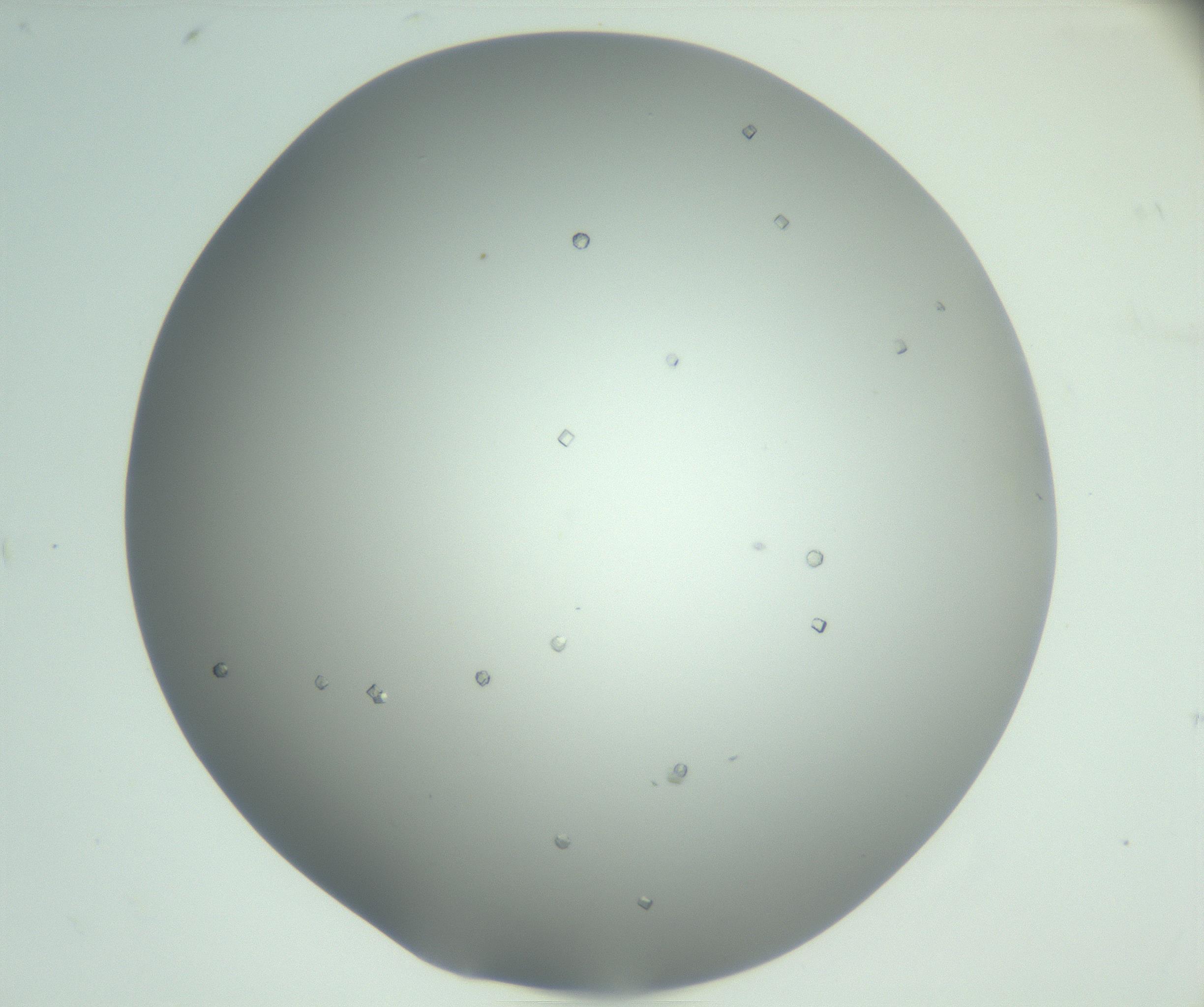 RI01_03_000_0212_Proj1_Clon1_MC_0000MC102923_003_161105_08_03_02_00_99_002_001_RAI.jpg