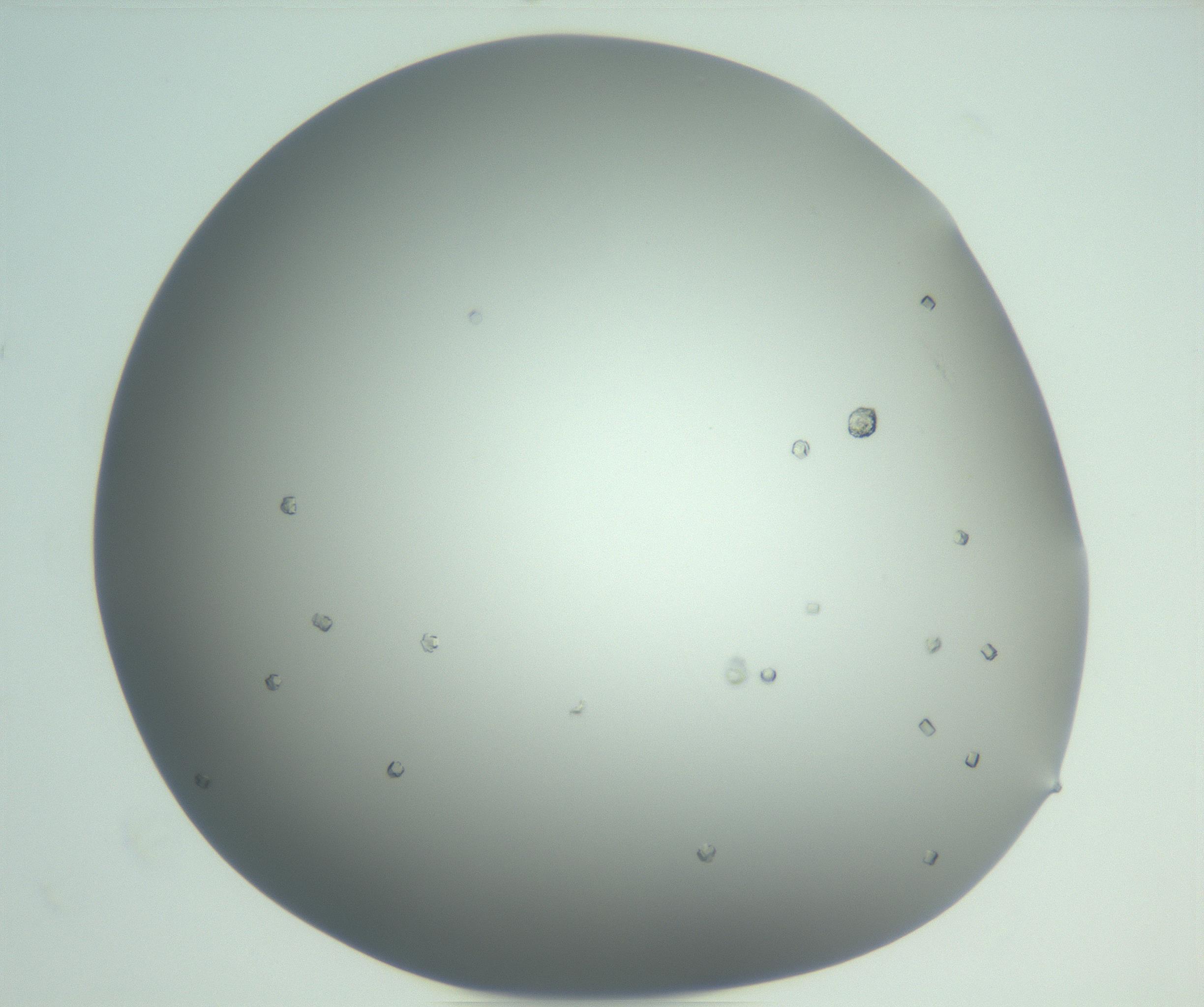 RI01_03_000_0212_Proj1_Clon1_MC_0000MC102923_003_161105_08_07_02_00_99_002_001_RAI.jpg
