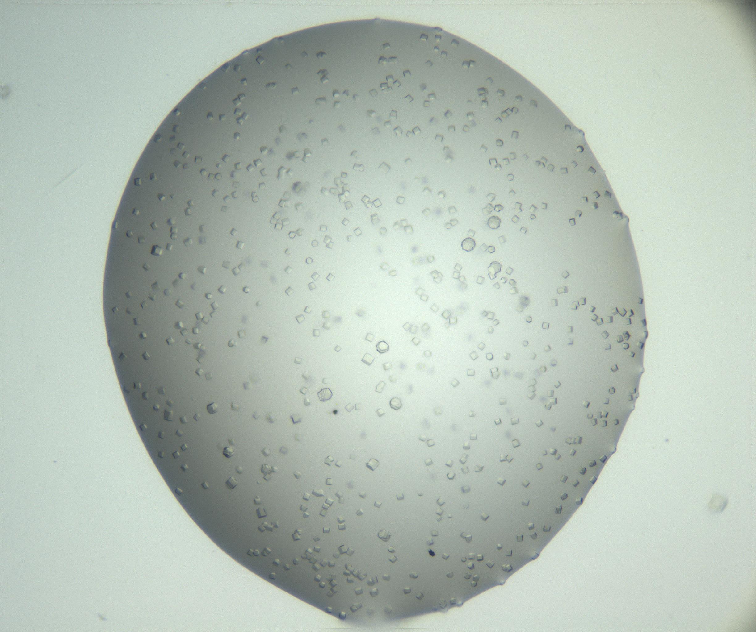 RI01_03_000_0212_Proj1_Clon1_MC_0000MC102923_003_161105_09_02_02_00_99_002_001_RAI.jpg