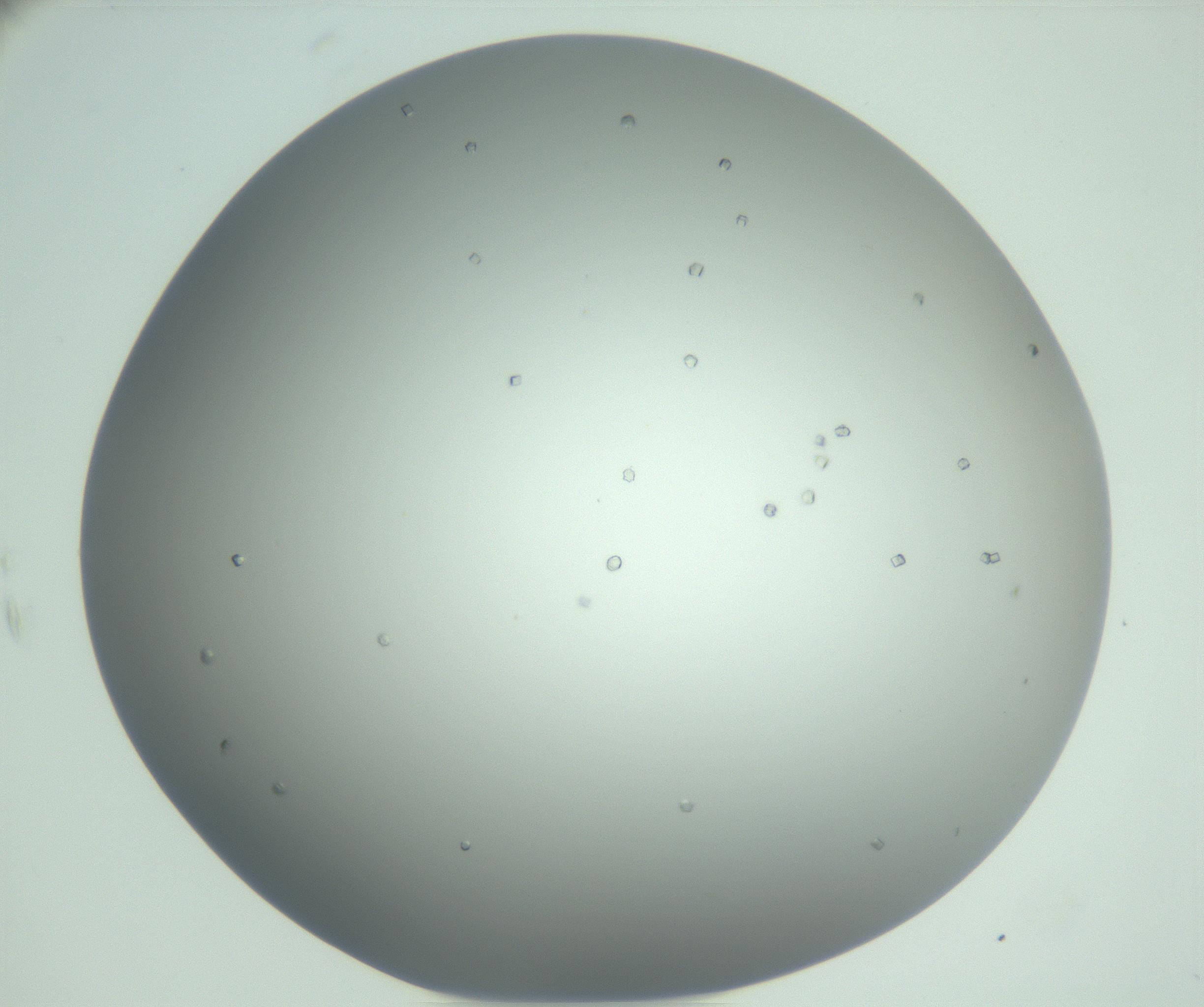 RI01_03_000_0212_Proj1_Clon1_MC_0000MC102923_003_161105_10_06_02_00_99_002_001_RAI.jpg