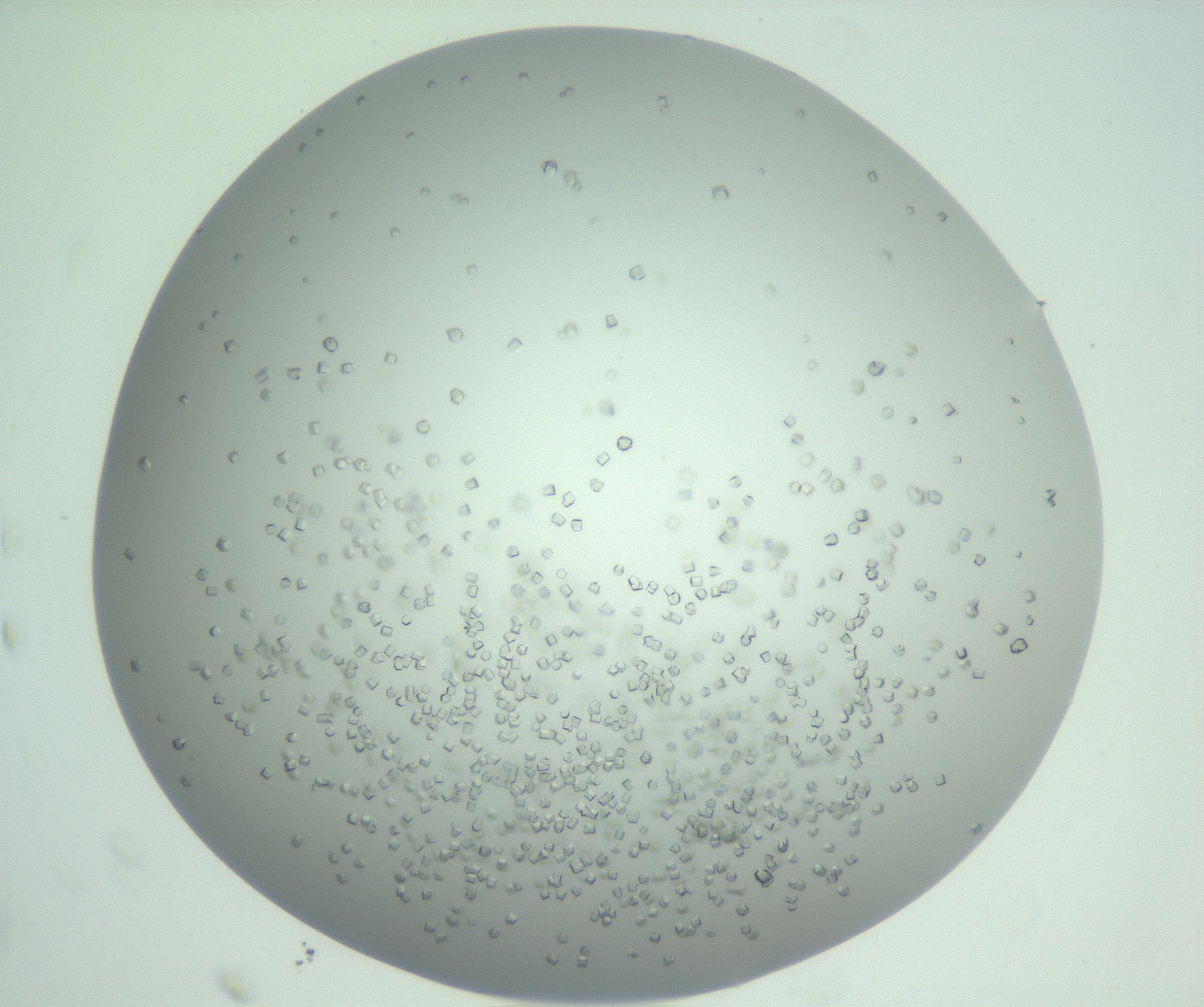 RI01_03_000_0212_Proj1_Clon1_MC_0000MC102923_003_161105_11_08_02_00_99_002_001_RAI.jpg