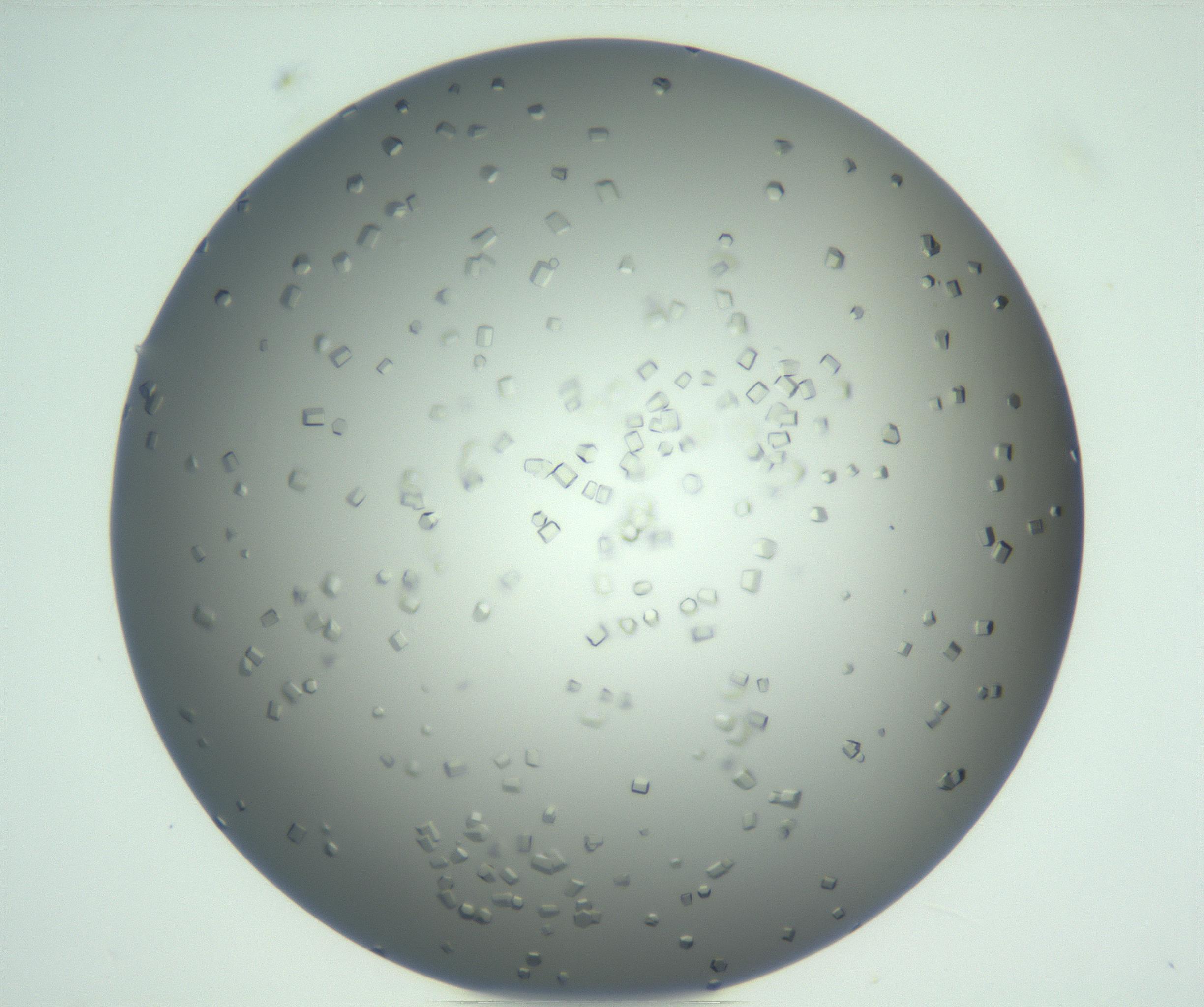 RI01_03_000_0212_Proj1_Clon1_MC_0000MC102923_003_161105_12_07_01_00_99_002_001_RAI.jpg